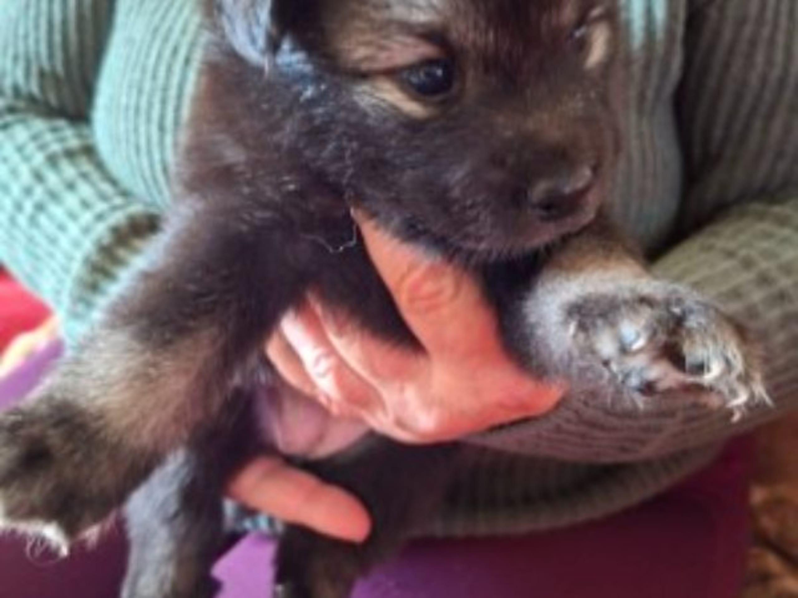 Finnish Lapphund · Vallentuna · Bibbi Ranevad