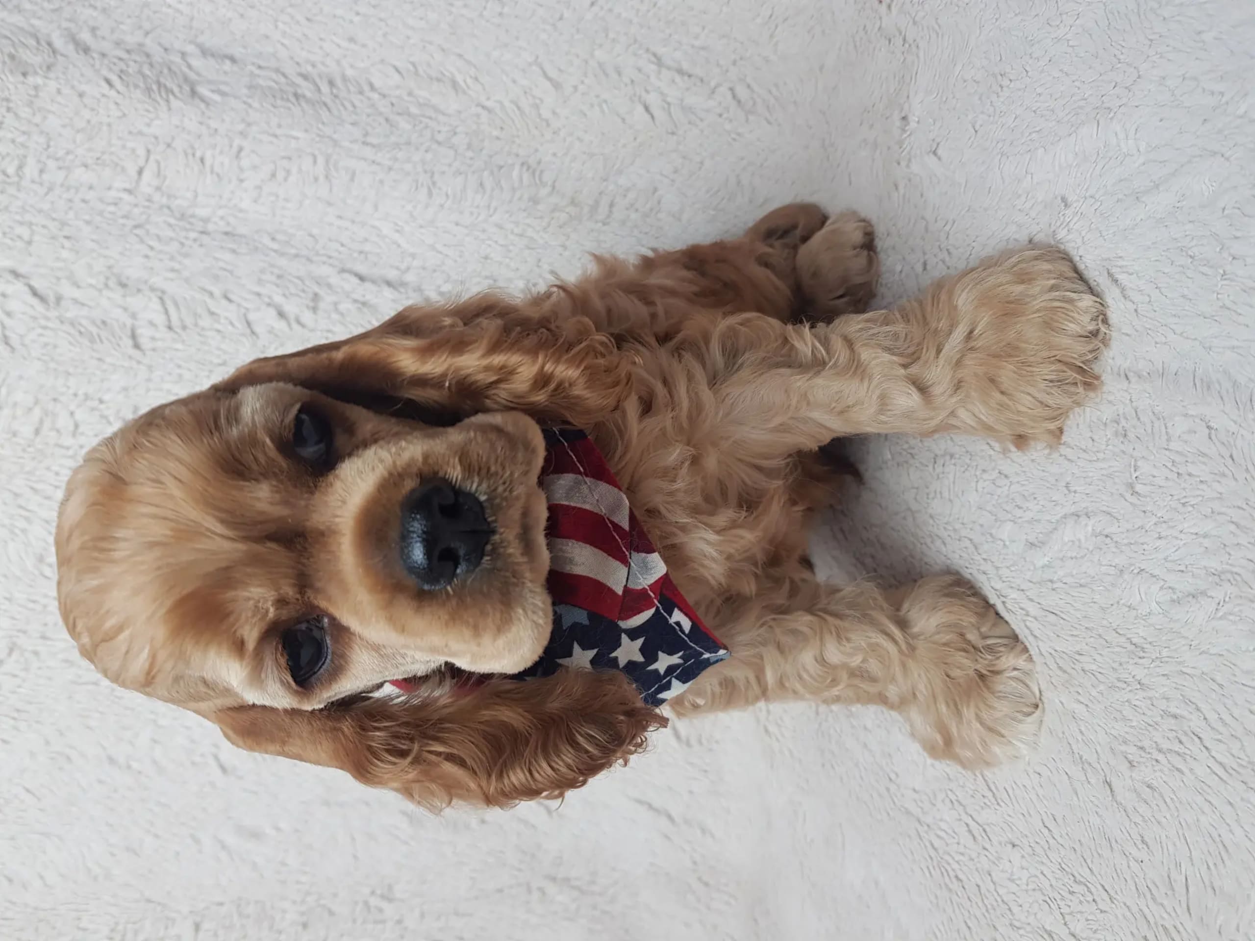 Amerikansk cocker spaniel · Biristrand · Colorcatcher