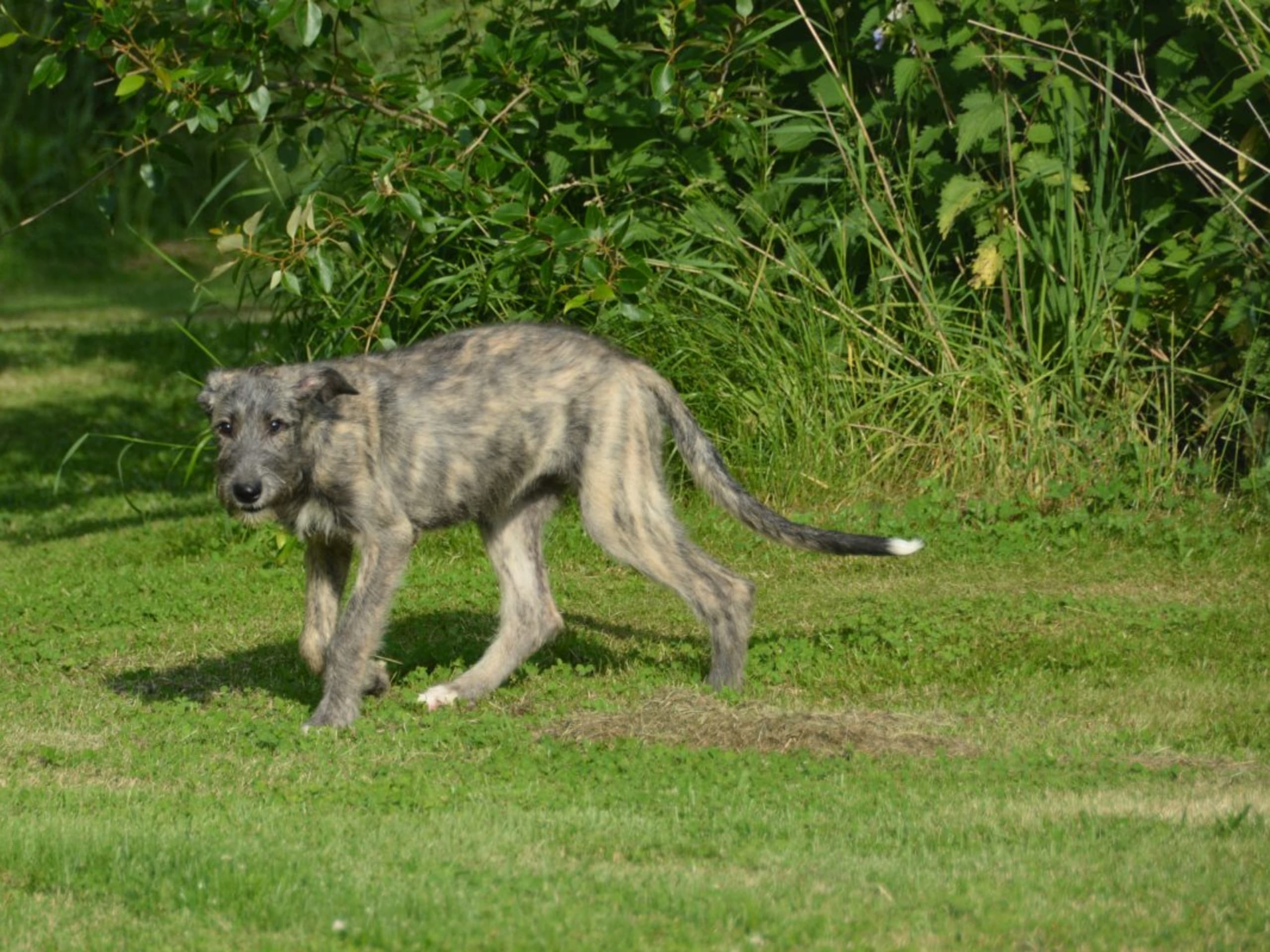 Irish Wolfhound · Stora Levene · Åkerö's