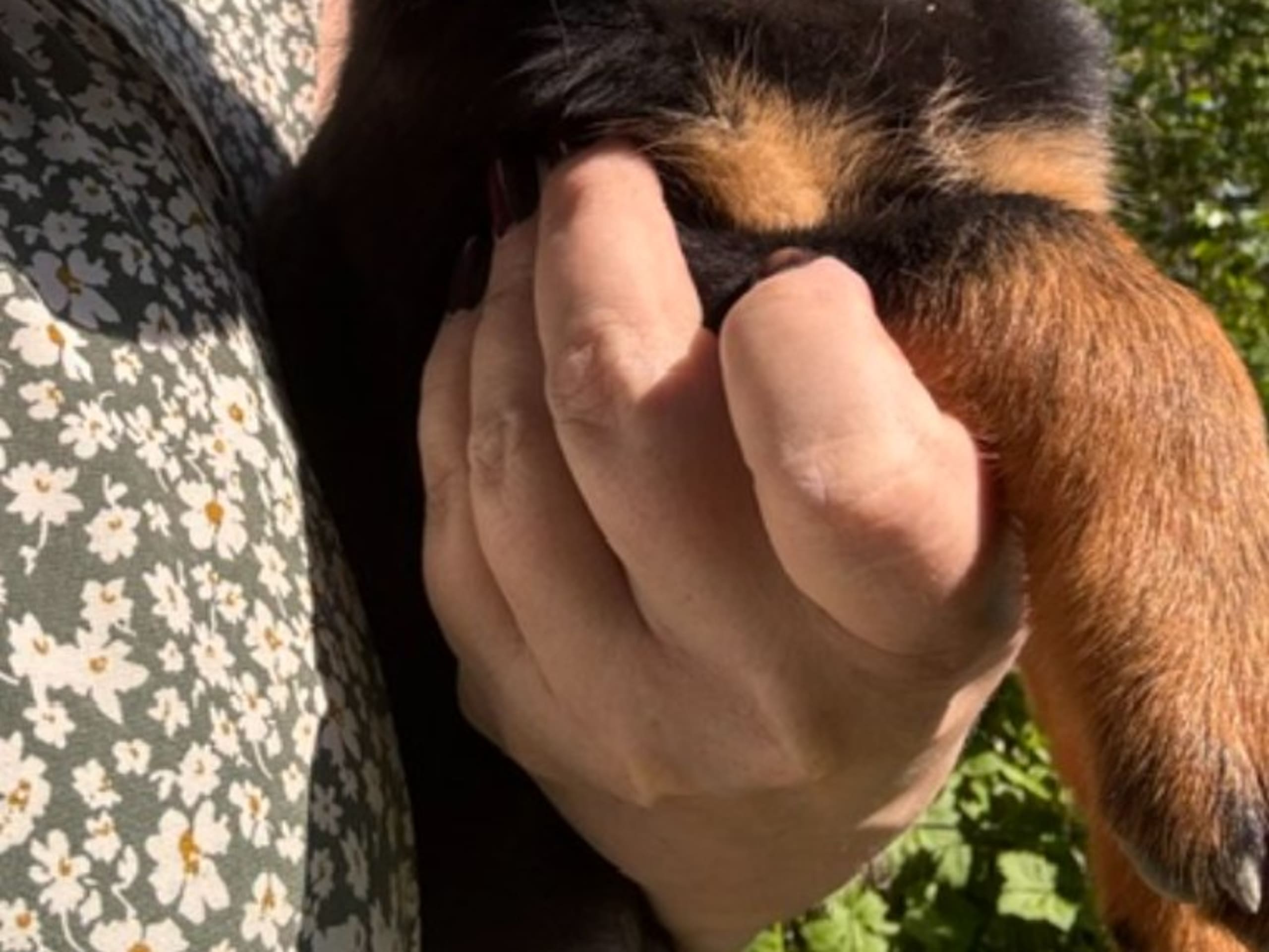 Rottweiler · Kåge · Nordkalottens