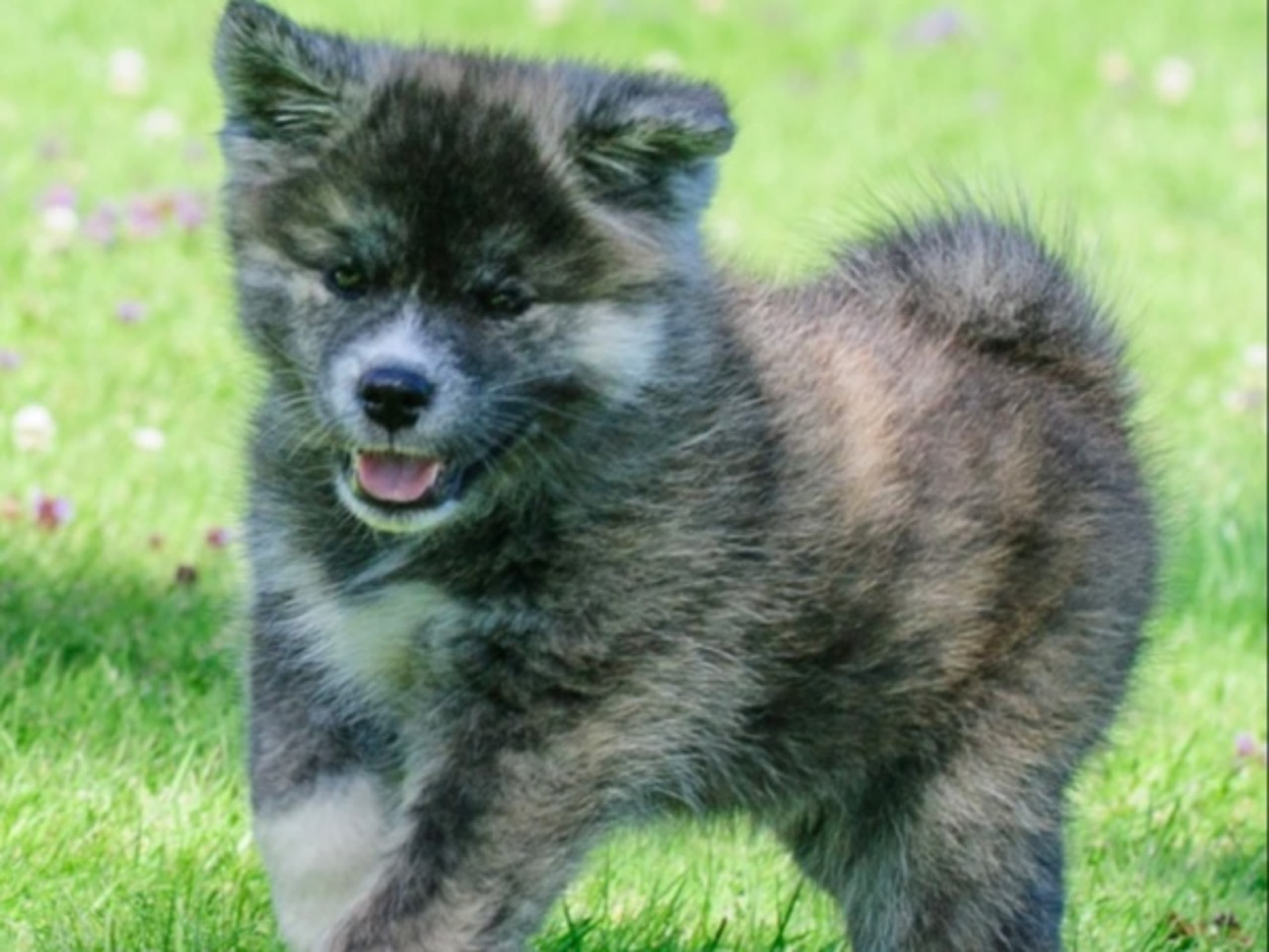 Akita · Lilla Edet · Fuyuko Kensha