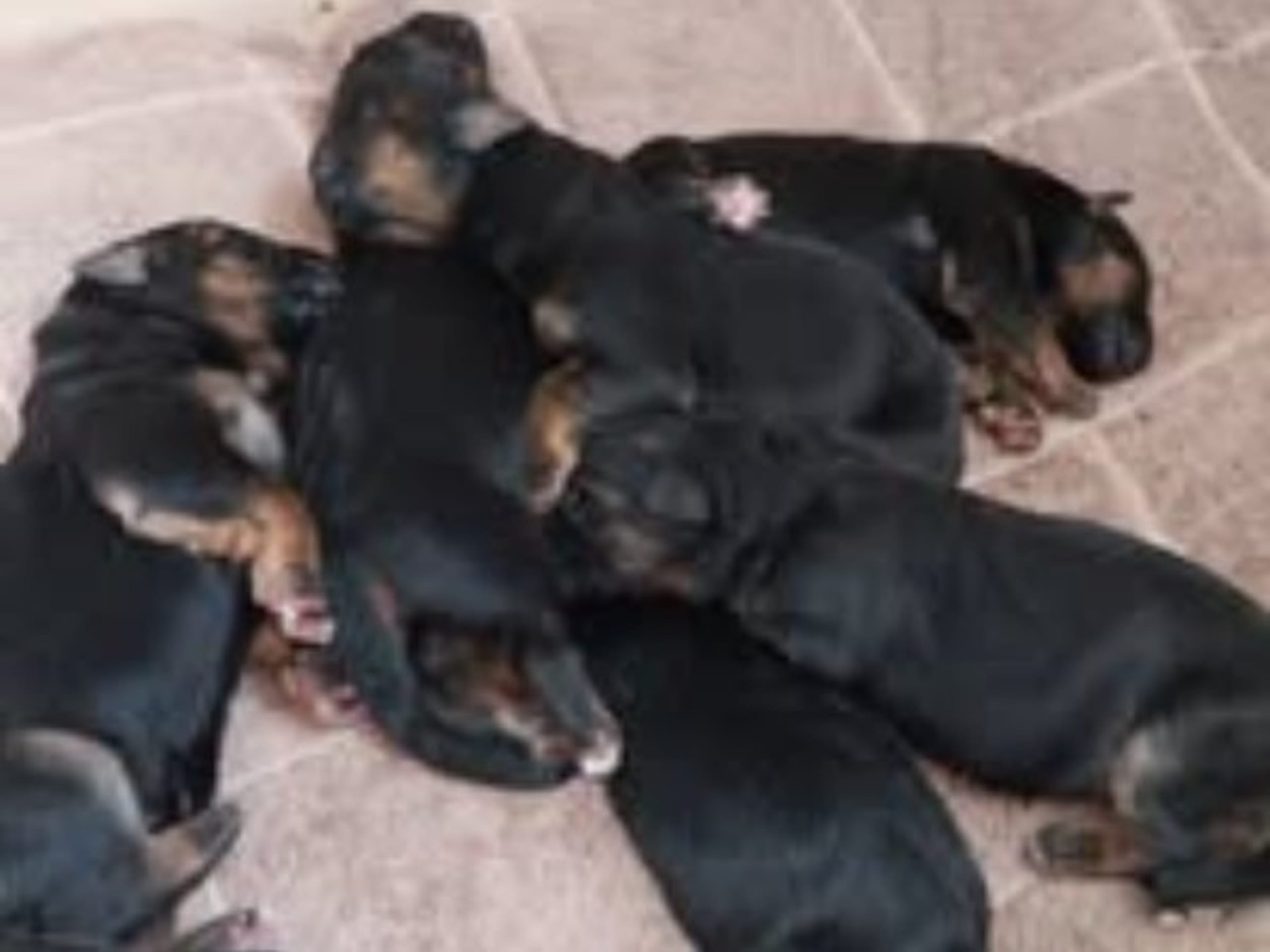 Tysk Schäferhund · Robertsfors · Korssjötorpets
