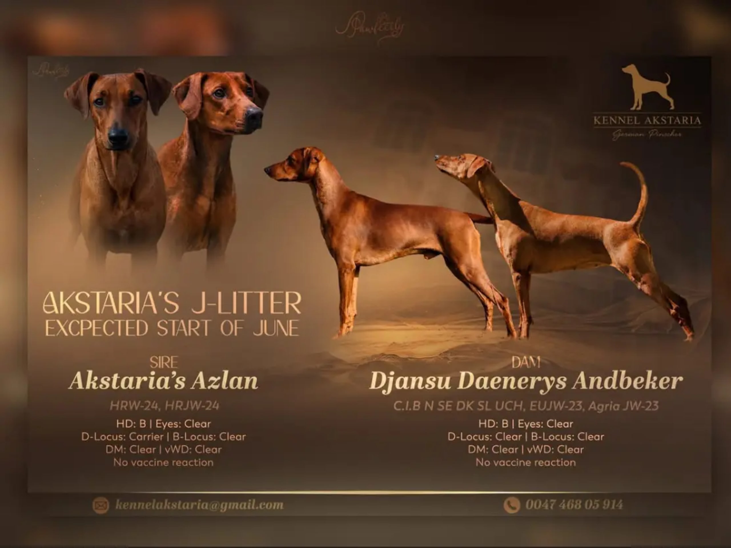 Pinscher · Kjeller · Akstaria