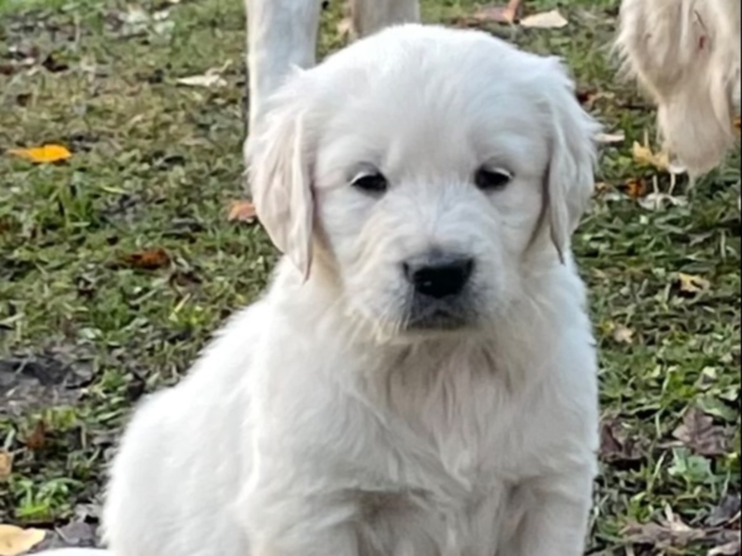 Golden Retriever · Björklinge · Guess
