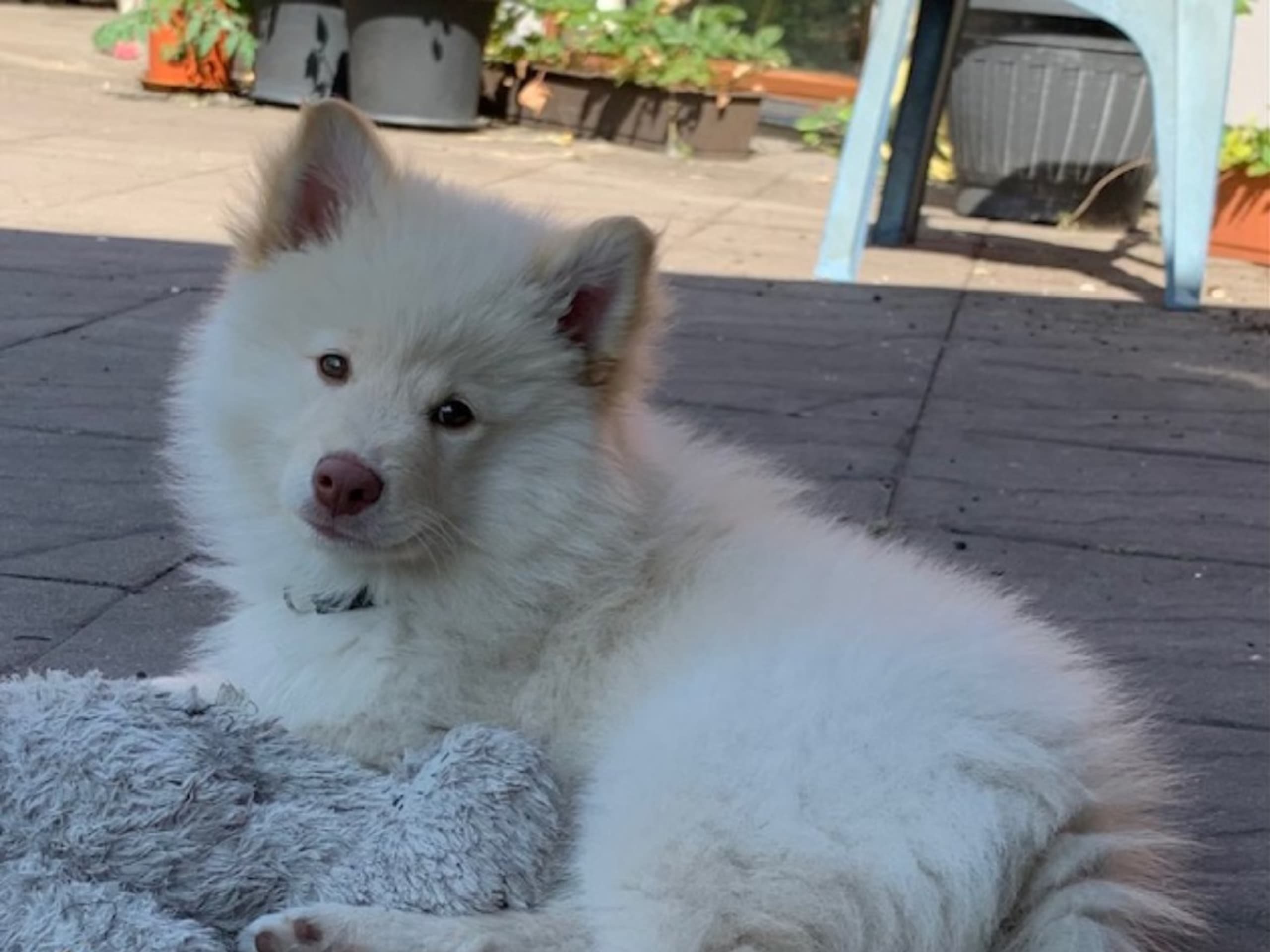 Finnish Lapphund · Veberöd · Lejoncrona