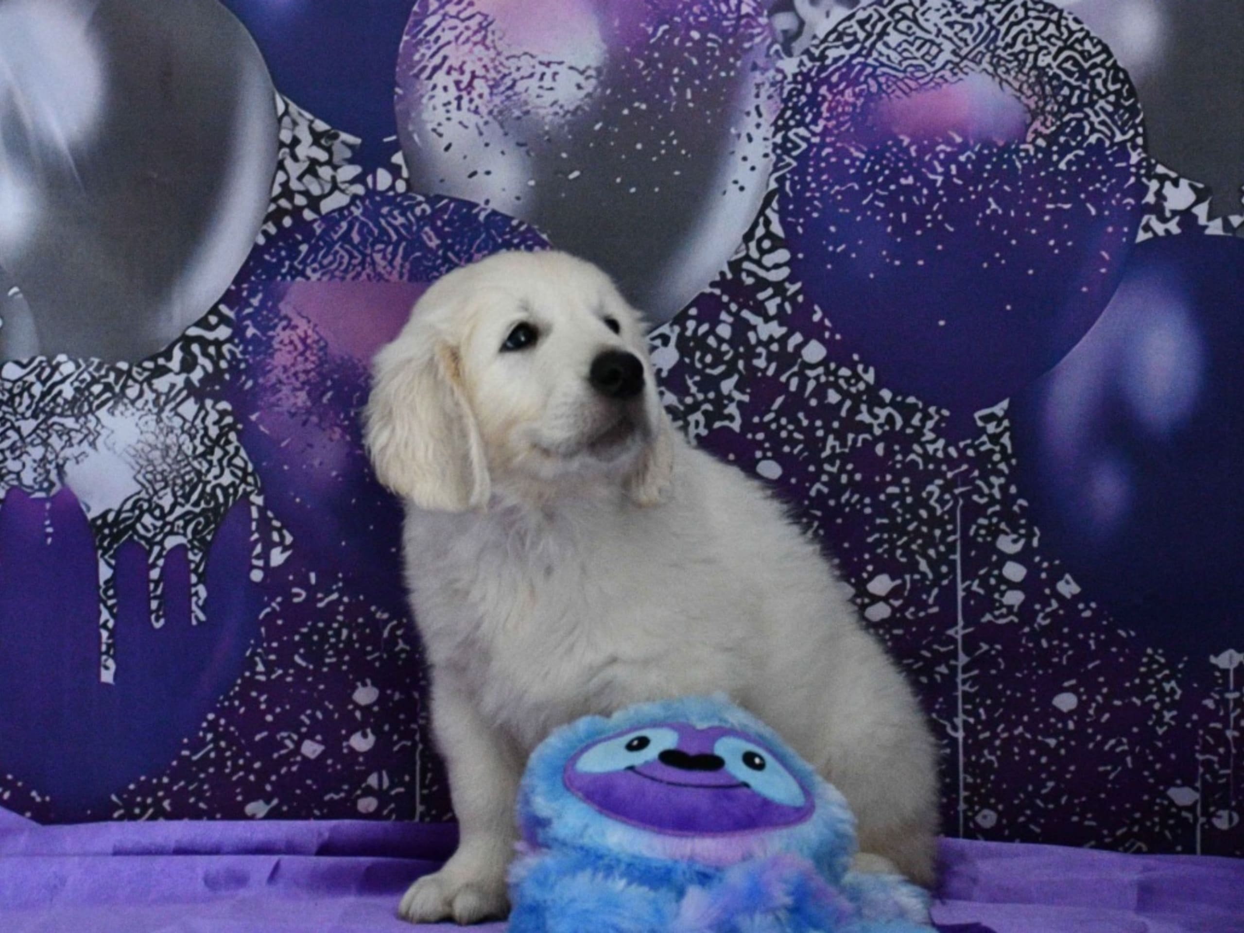 Golden Retriever · Färjestaden · Excellentgold