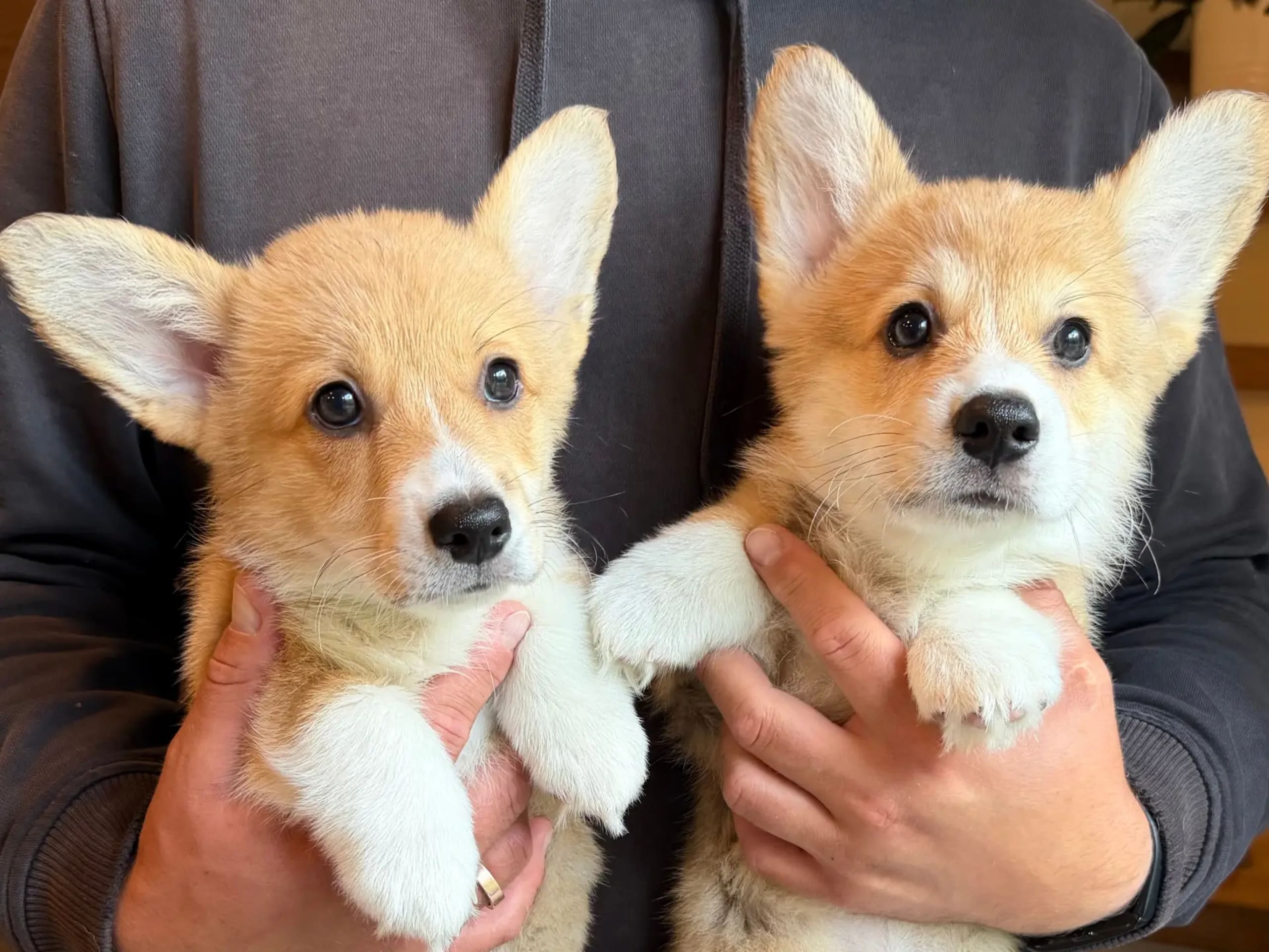Welsh corgi pembroke · Gjerdrum · Hallo My Dog
