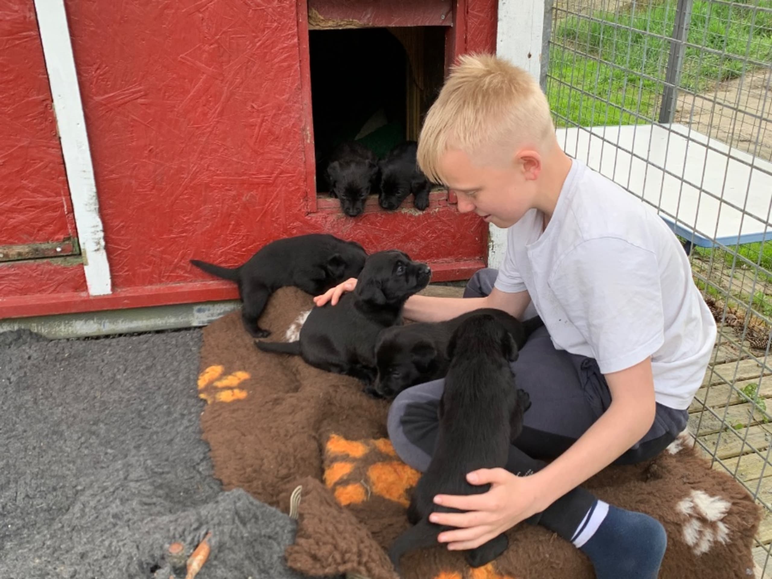 Labrador retriever · Romelanda · Caloans