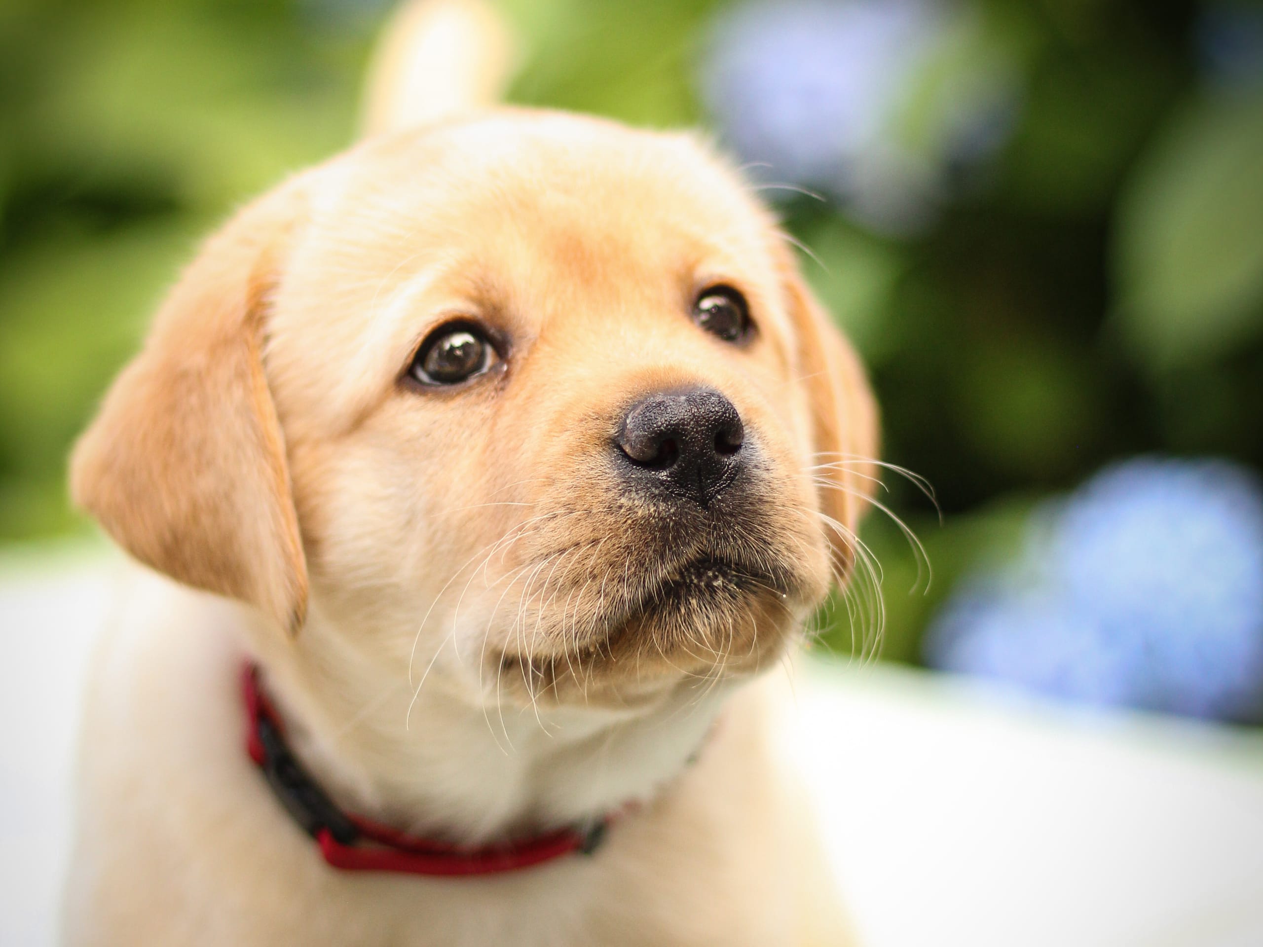 Labrador retriever · Svärtinge · Blankgölens kennel