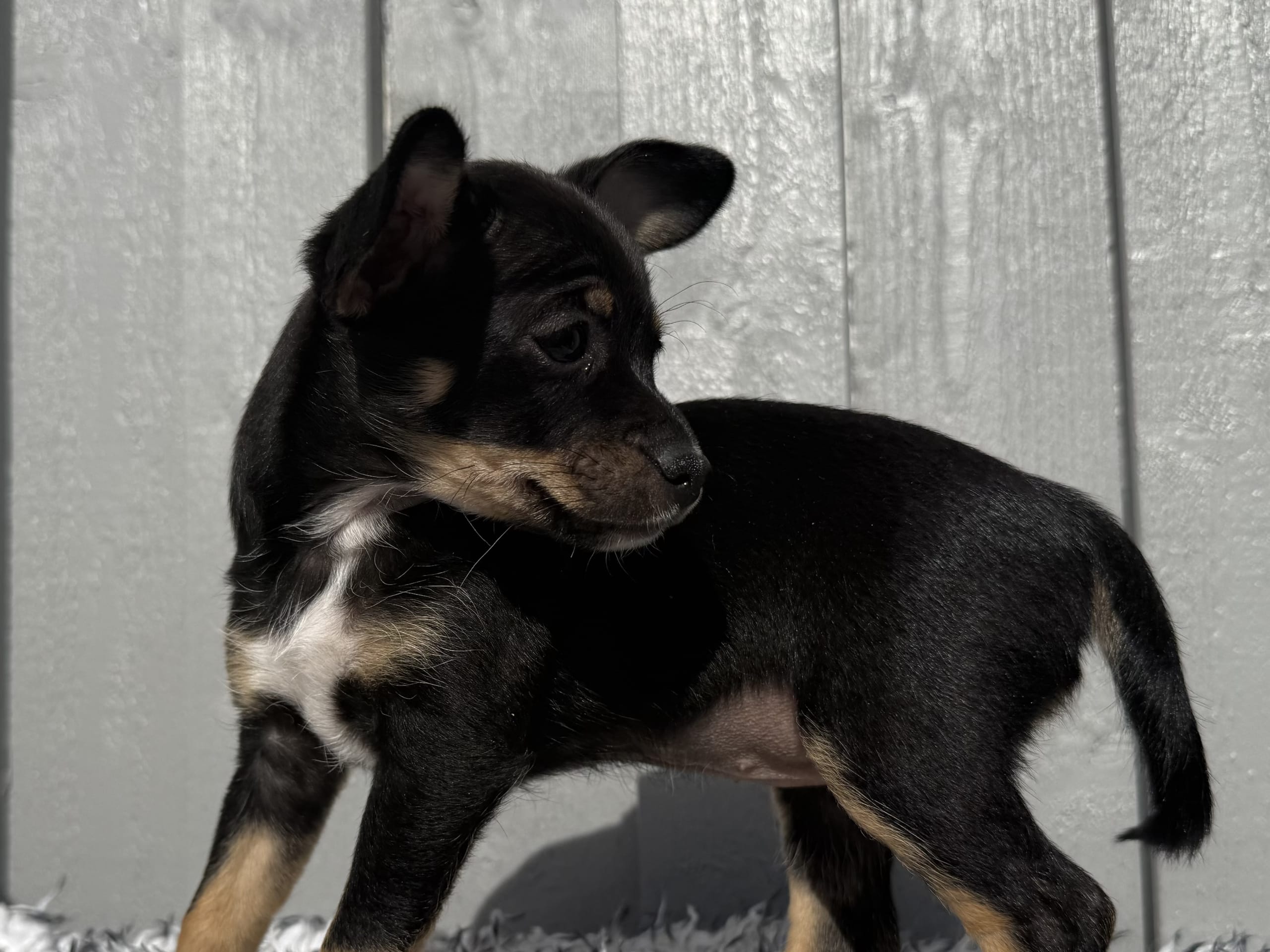 Xoloitzcuintle · åkersberga · Diamonds Of Joy