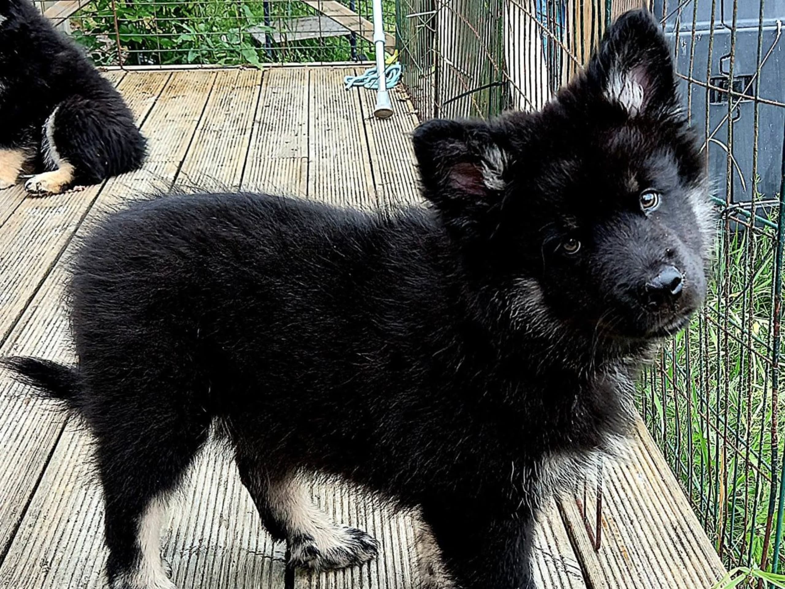 Finnish Lapphund · Karlstad · Vallarjäntans