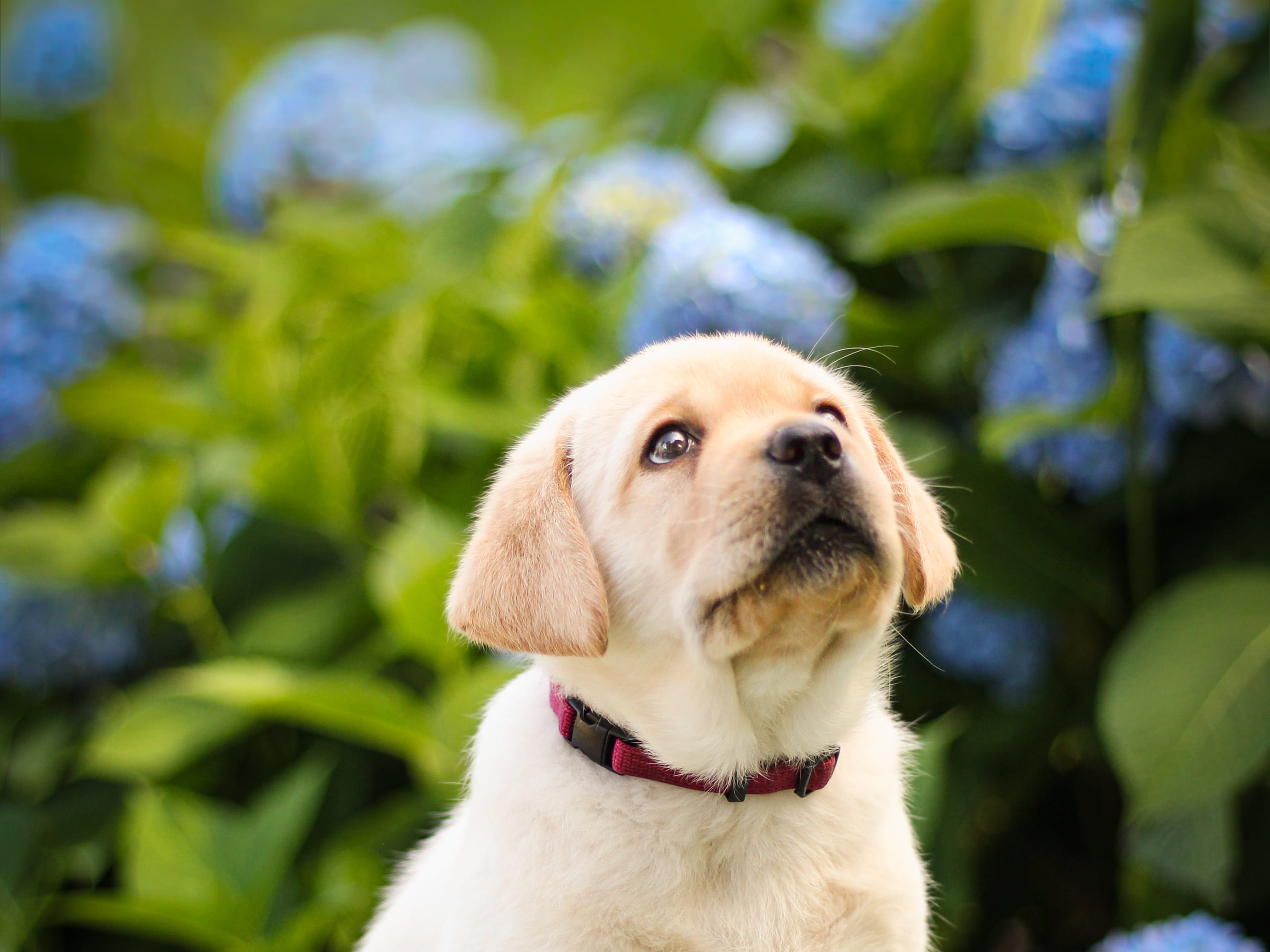 Labrador retriever · Svärtinge · Blankgölens kennel
