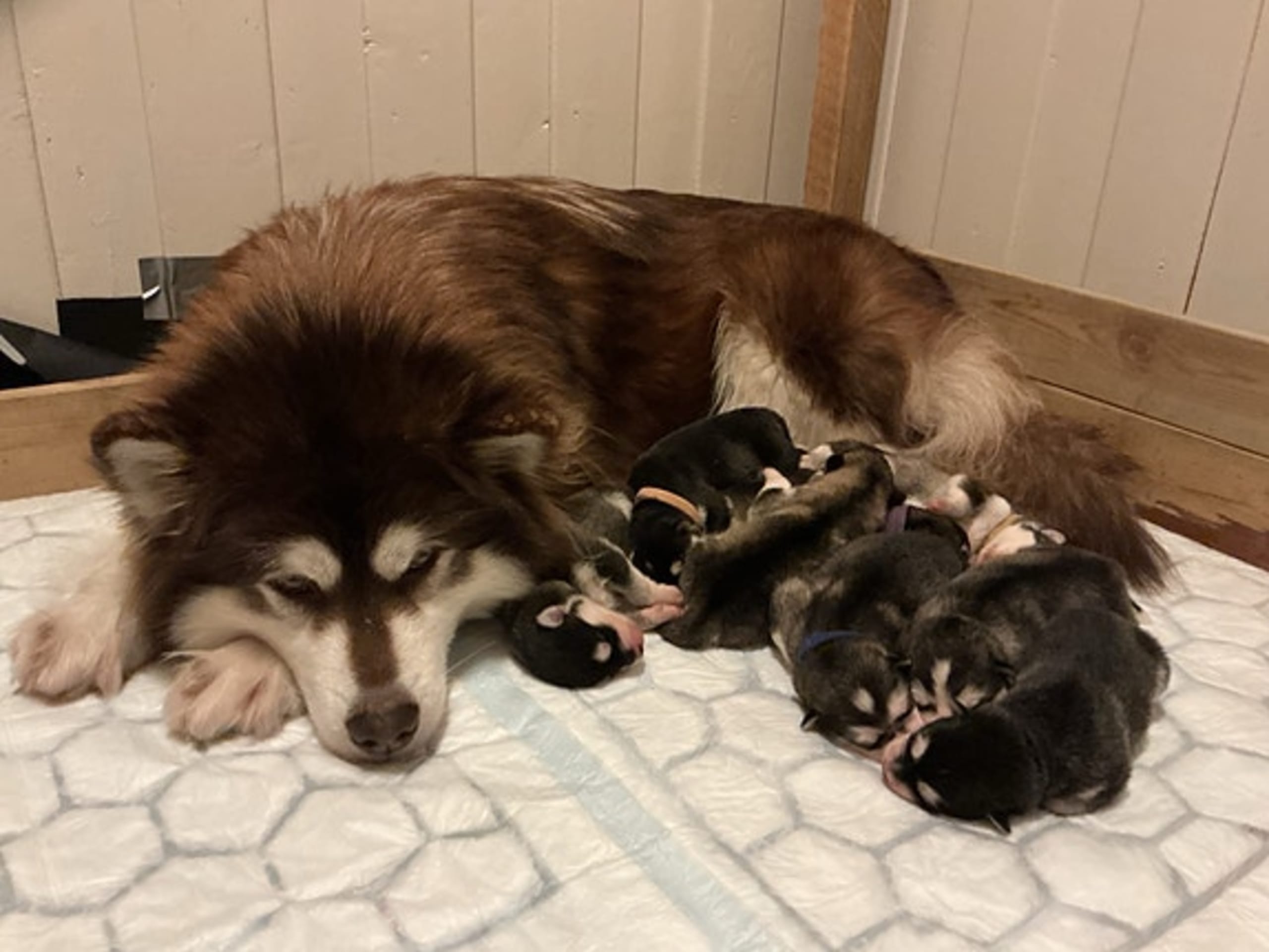 Alaskan malamute · Seljord · Kennel Kitchaq