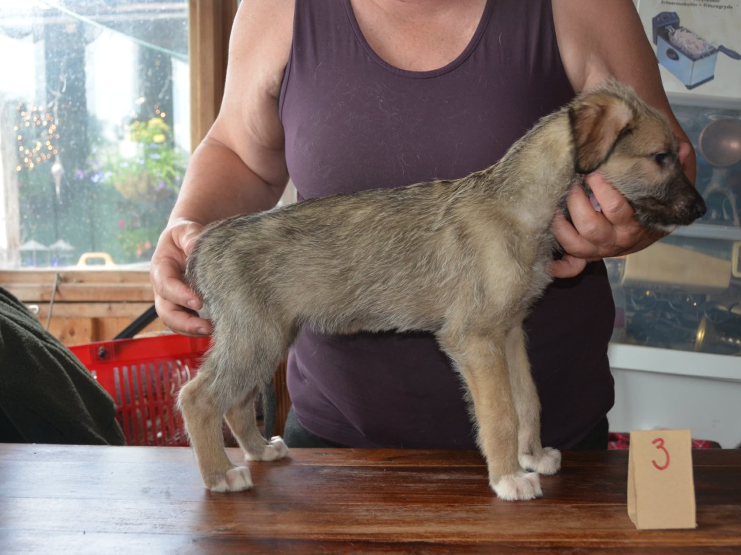 Irish Wolfhound · Stora Levene · Åkerö's