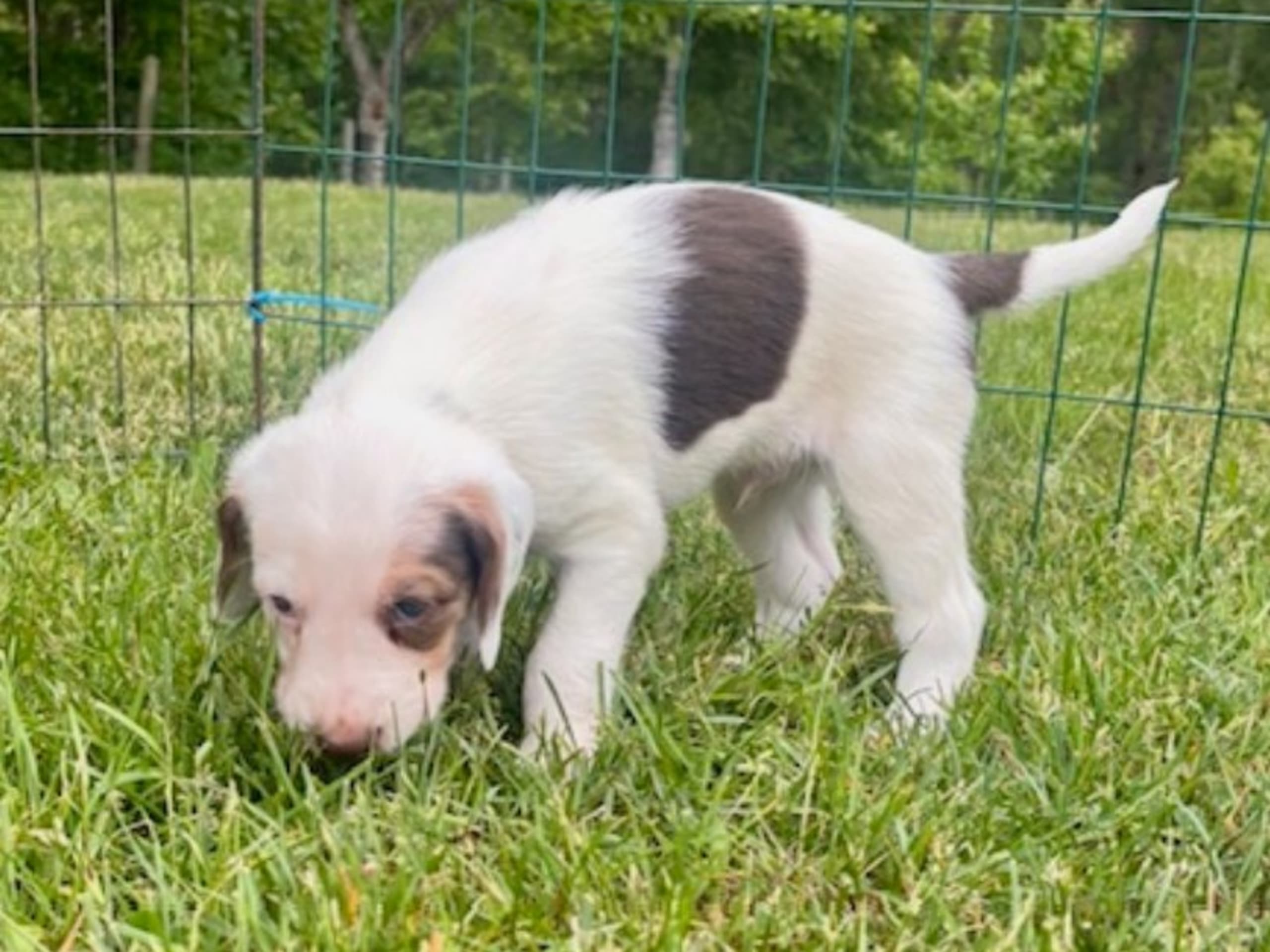American Foxhound · Boxholm · Boxholmsjägarens
