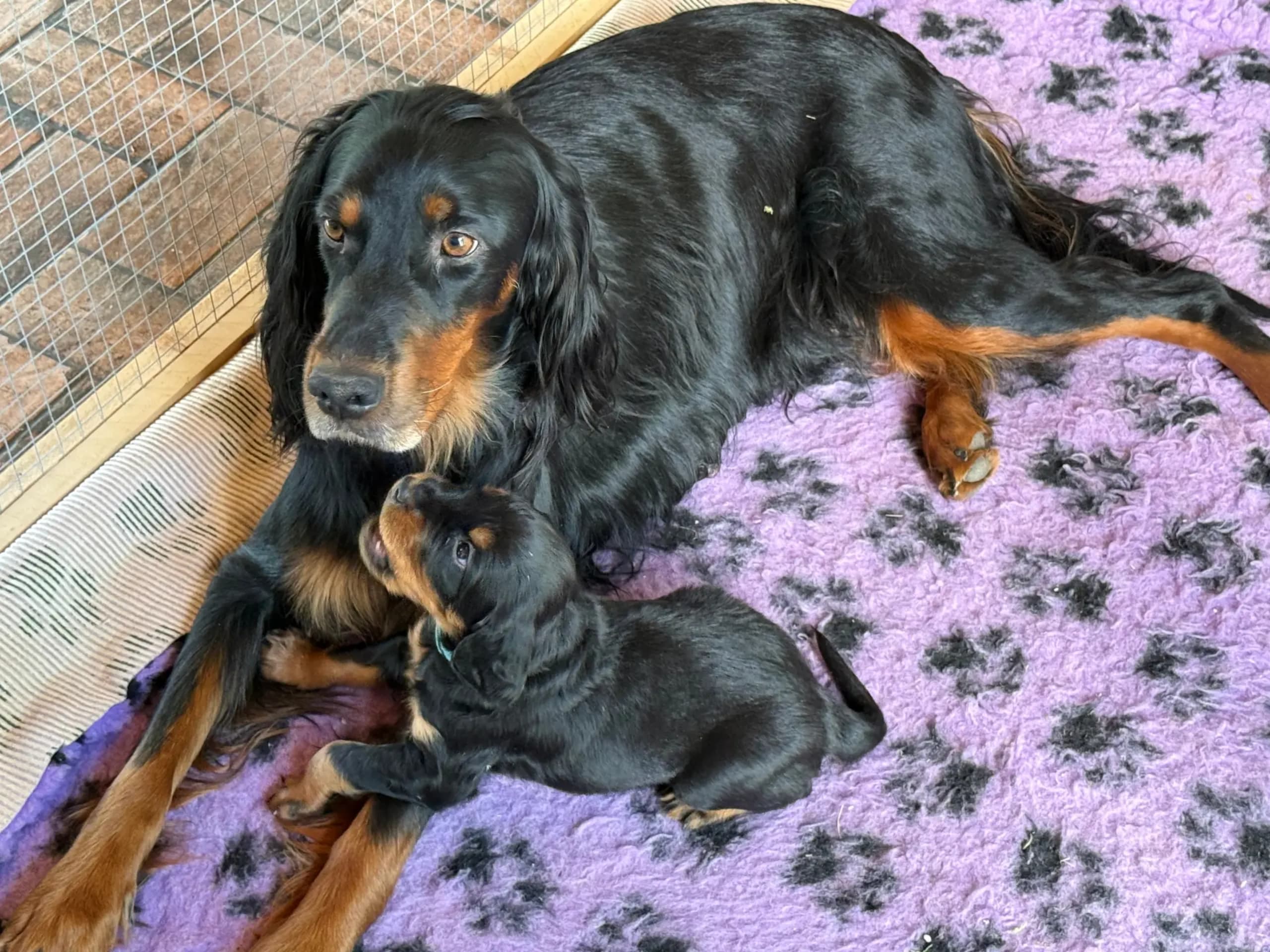 Gordon Setter · Tønsberg · Marianne Elisabeth Teisbekk
