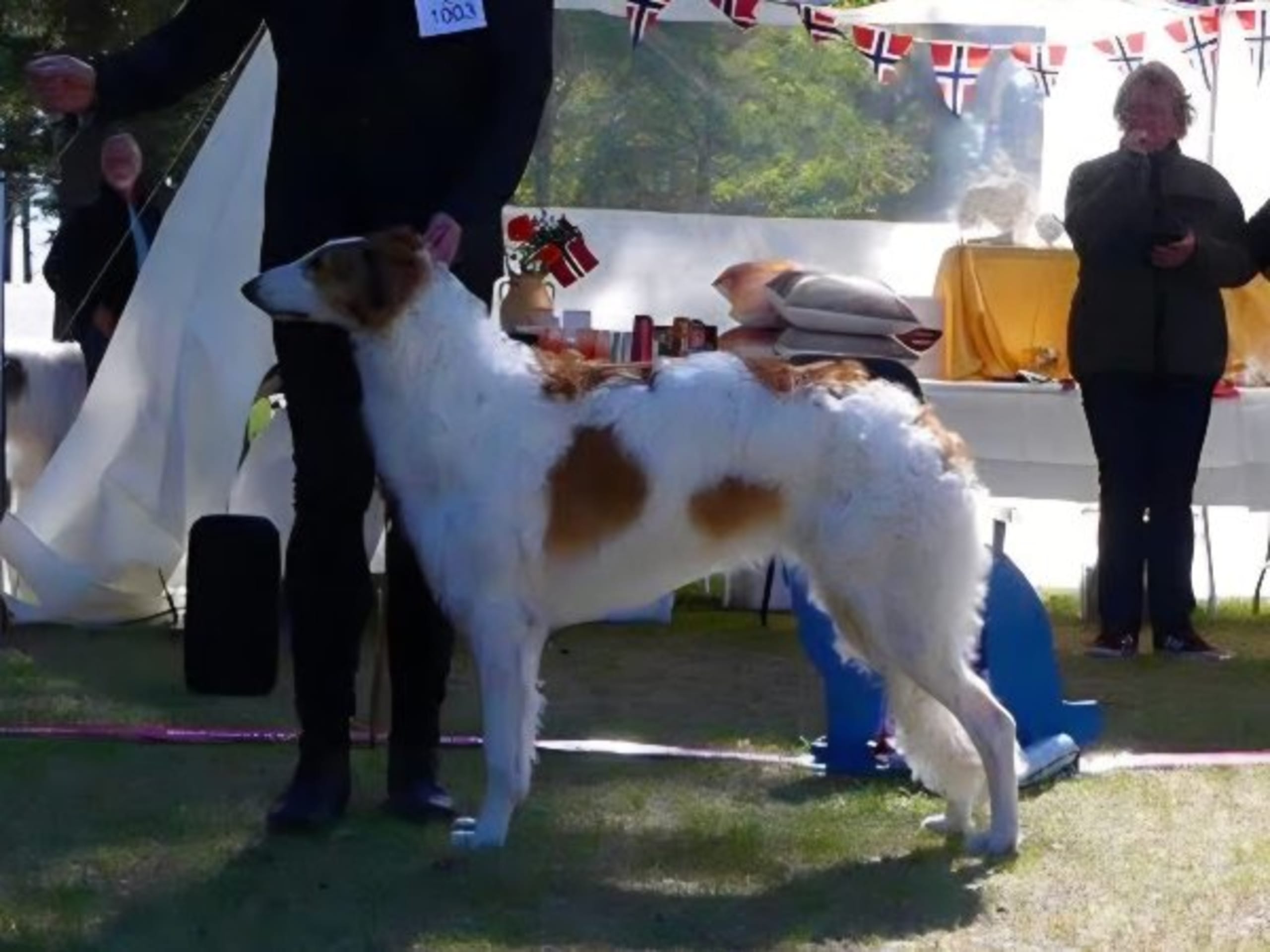 Borzoi · Glanshammar · Stazcek's