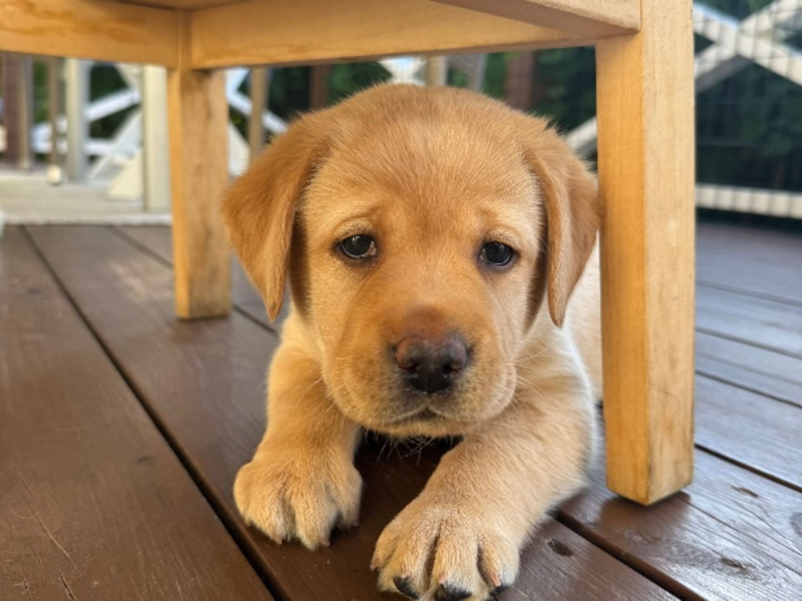 Labrador retriever · Svärtinge · Blankgölens kennel