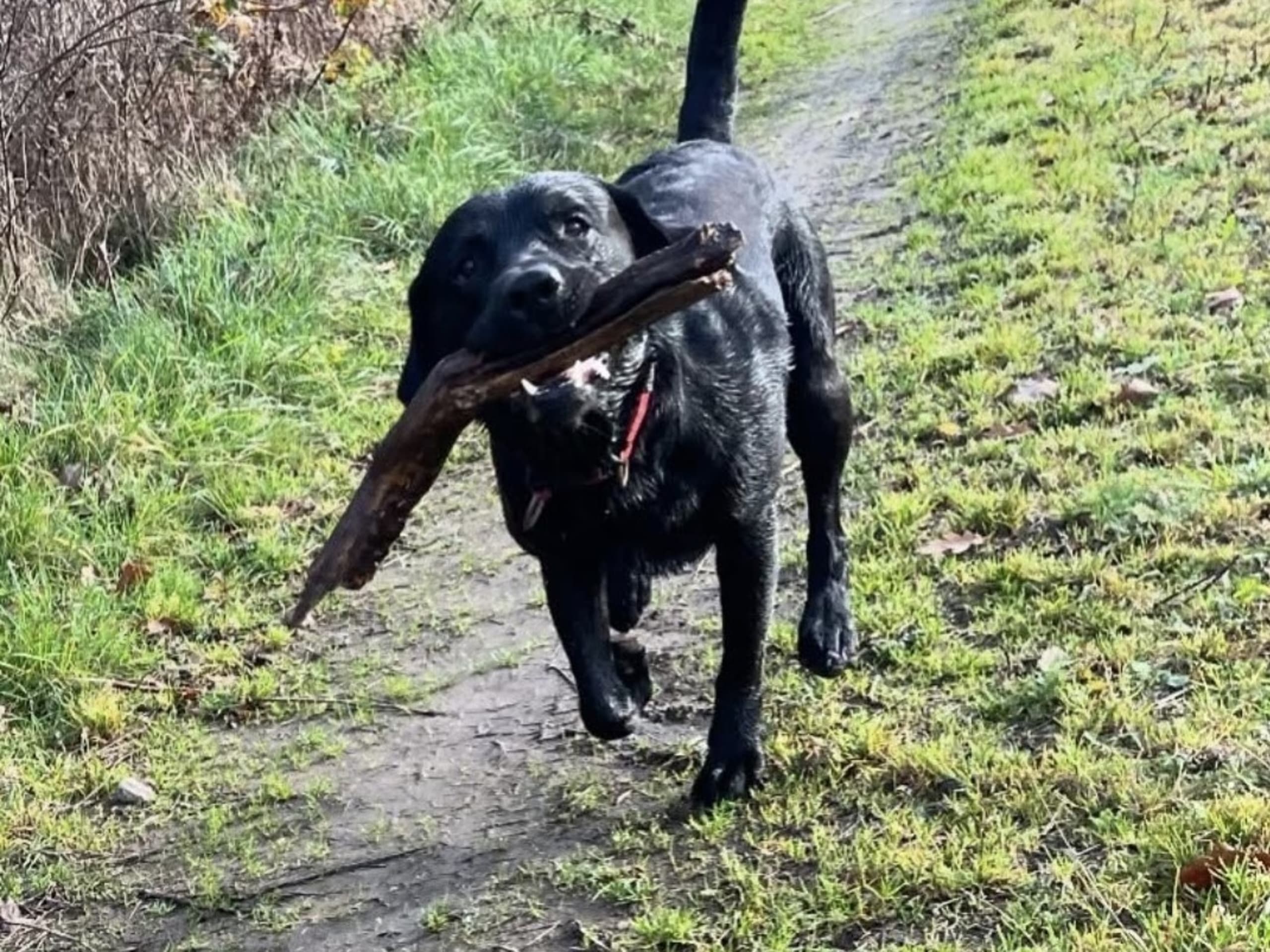 Labrador Retriever · Kågeröd · Johan F.
