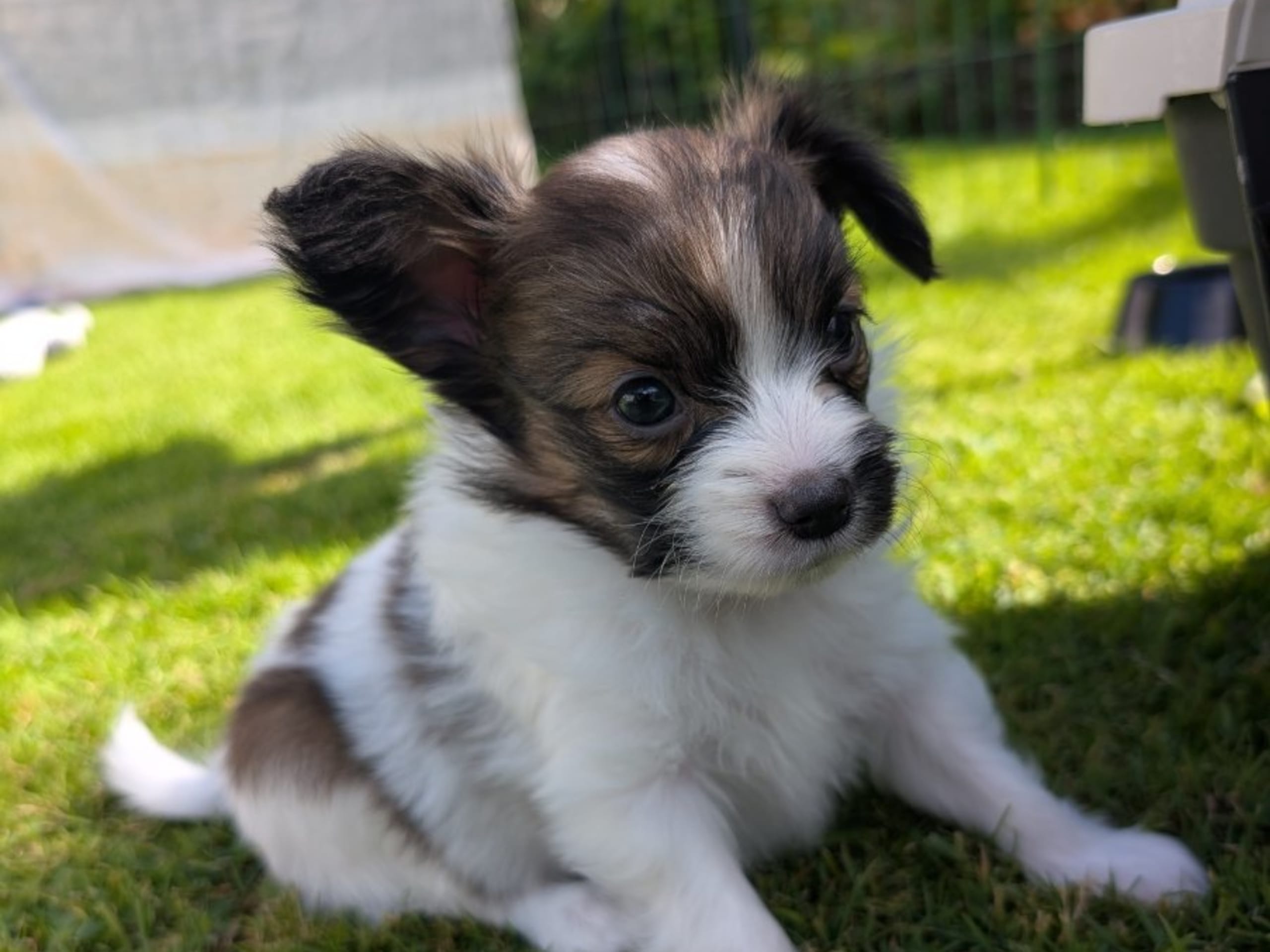 Papillon · Brastad · Bohusklippans