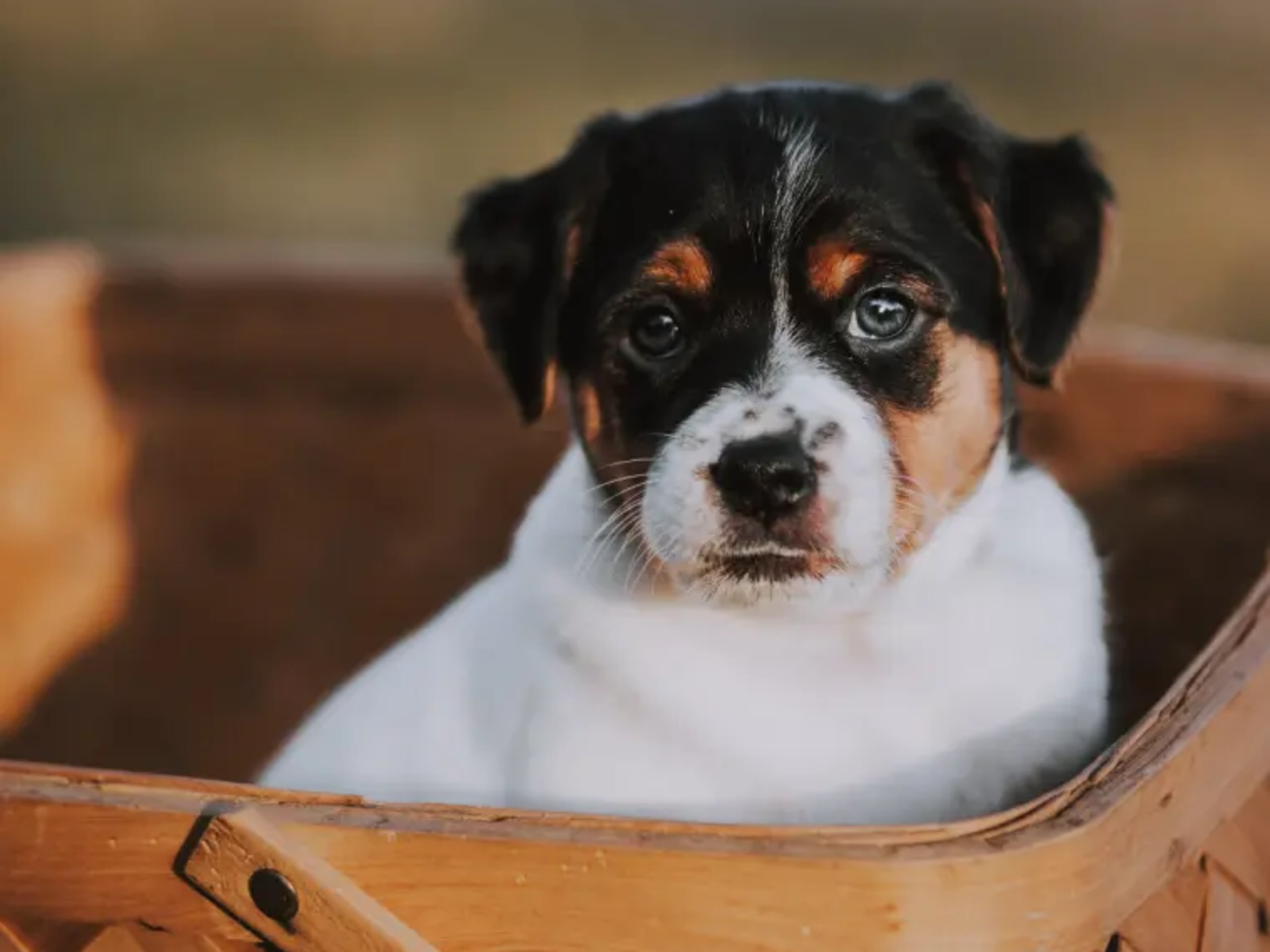 Dansk-svensk gårdhund · Skien · Tina Nicander Nyhaug