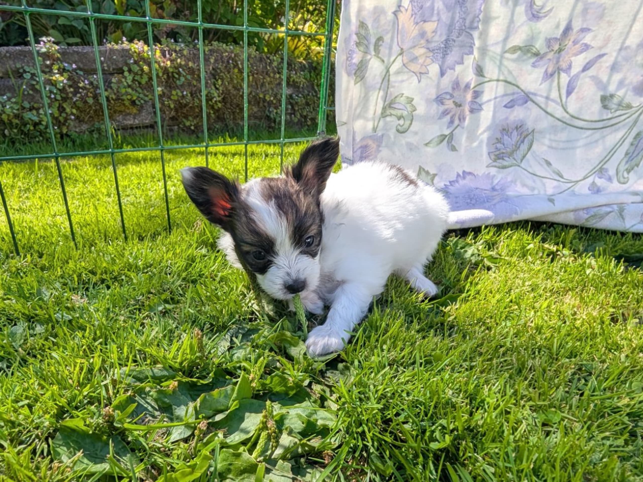 Papillon · Brastad · Bohusklippans
