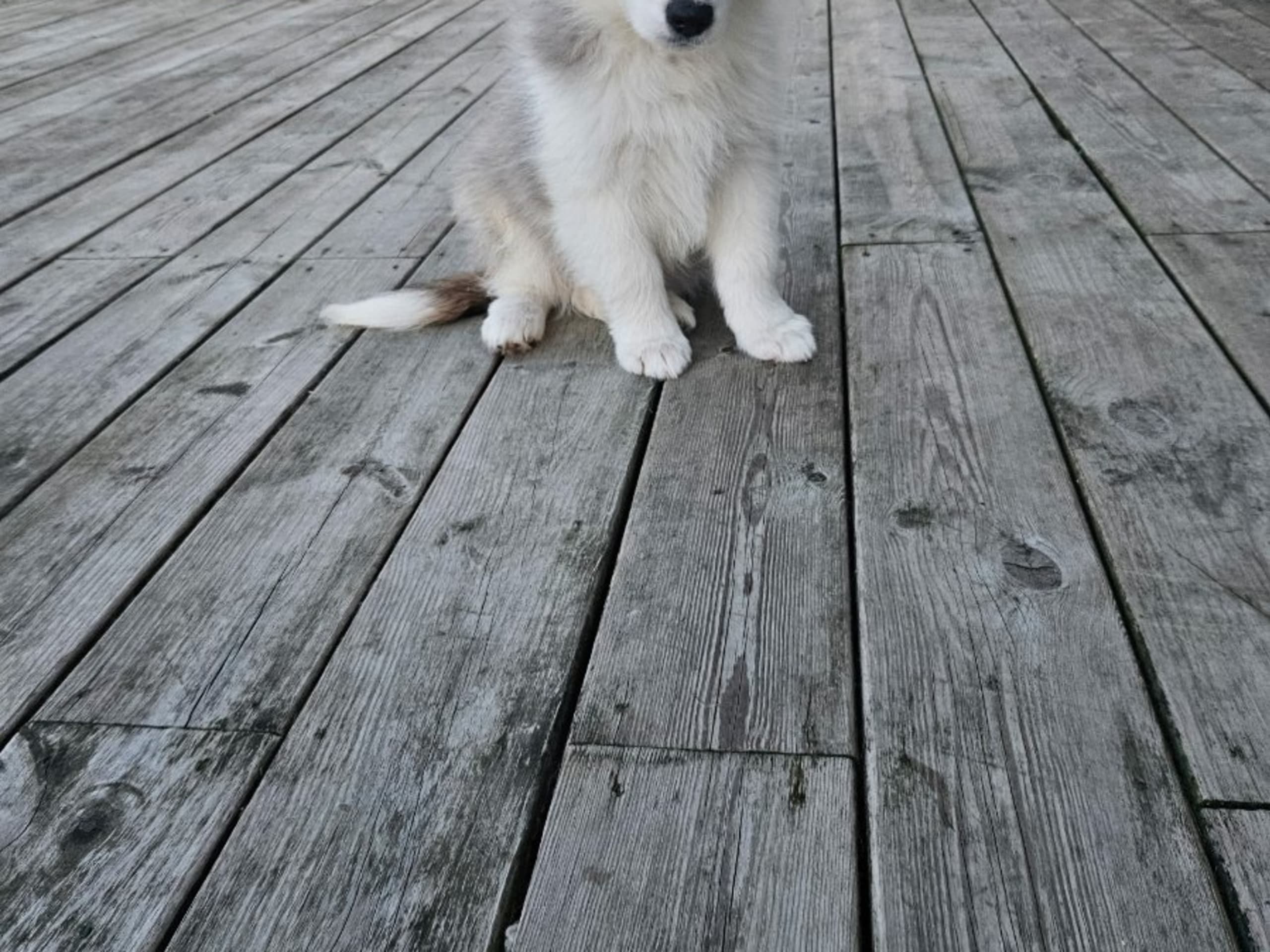Miniature American Shepherd · Hyllinge · Lina Bäckström
