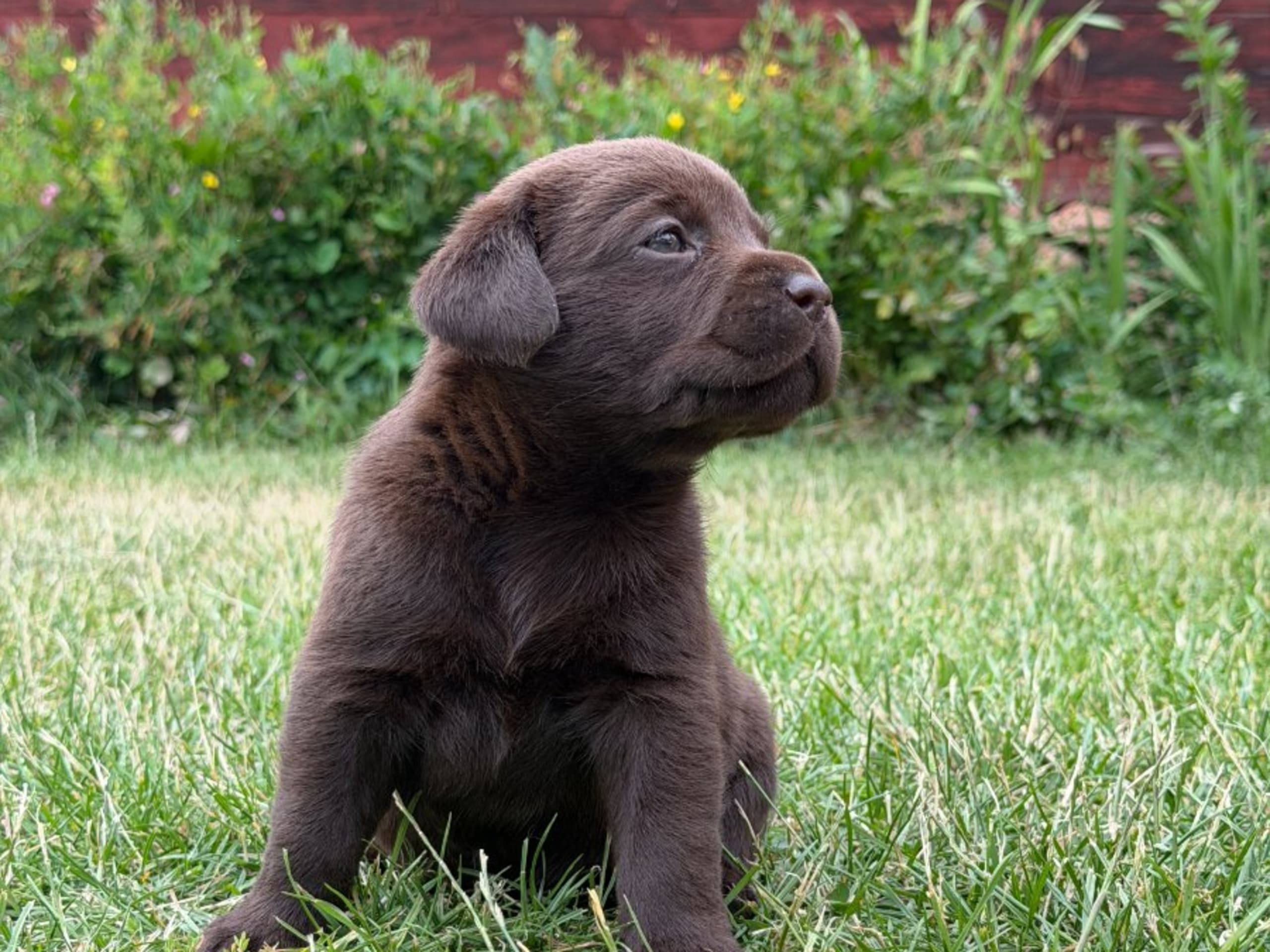 Labrador retriever · Vagnhärad · Unbridled Unicorn
