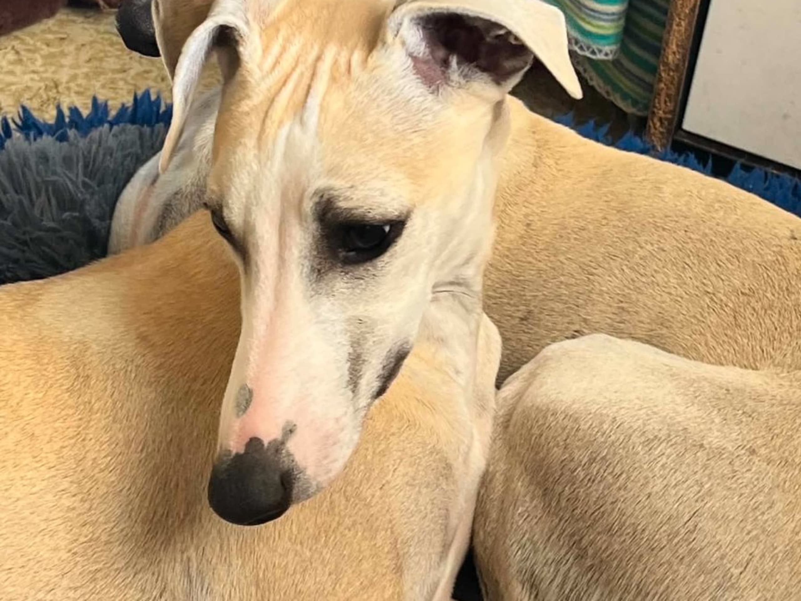 Whippet · Stånga · Undimoon