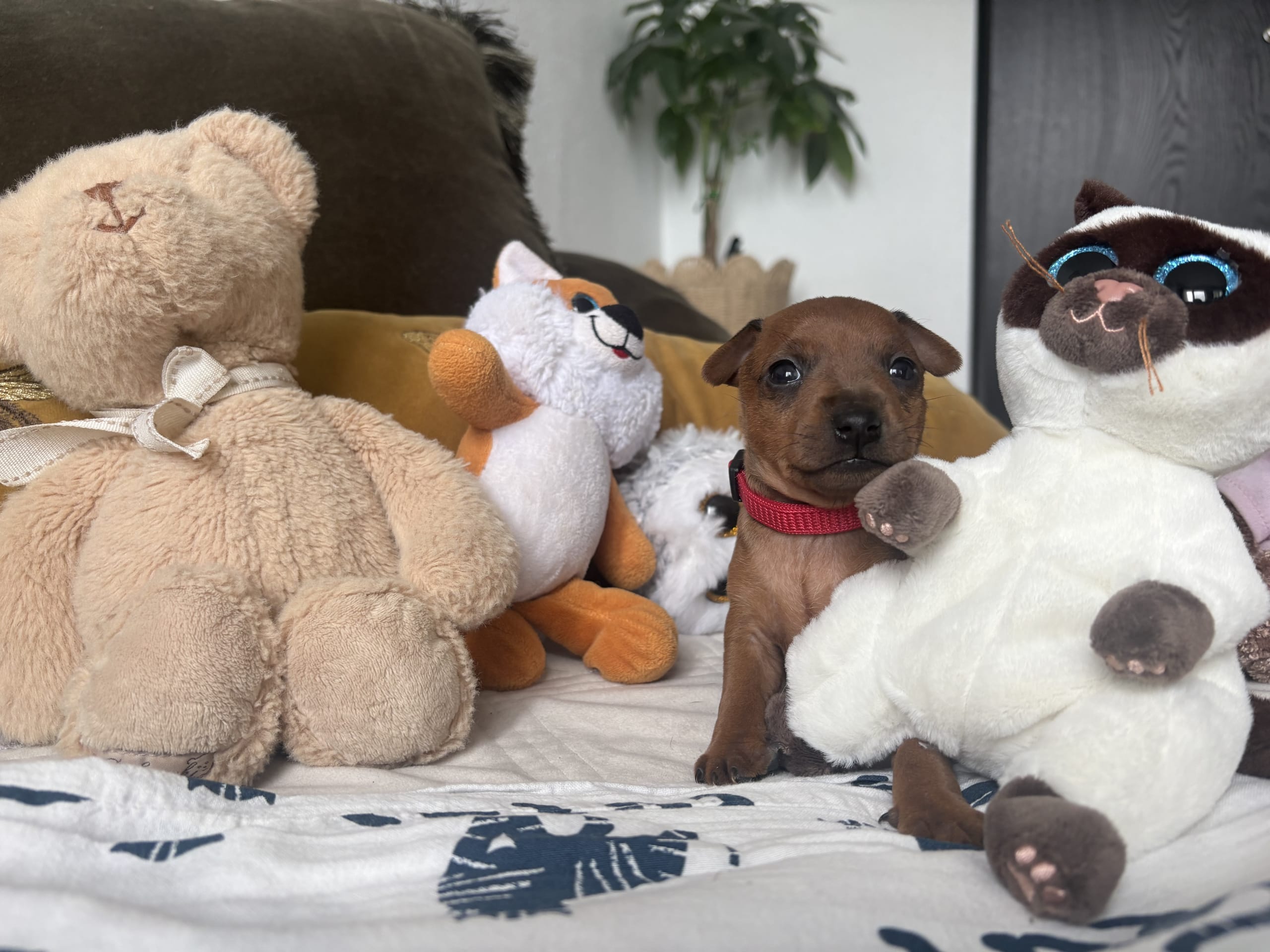 Dvergpinscher · Forsheda · Dvärgpinscher