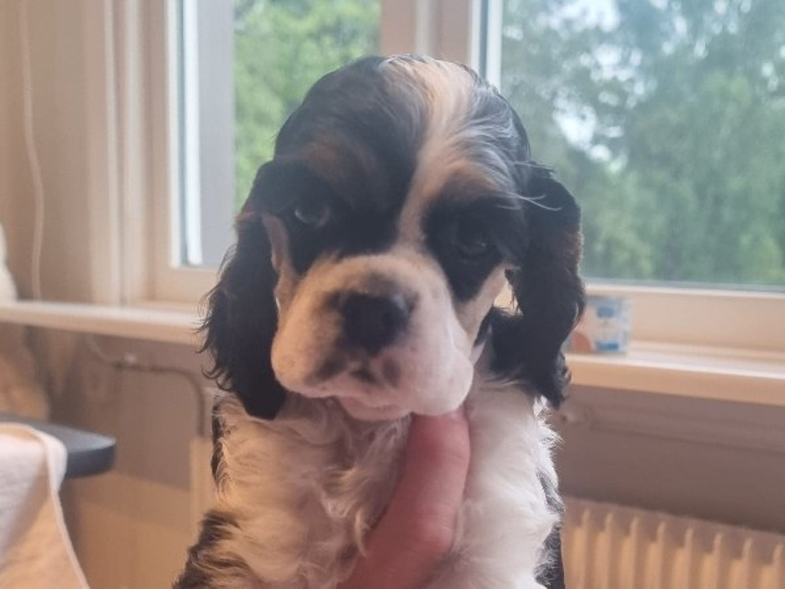 Amerikansk cocker spaniel · Ruda · Gamla bodens
