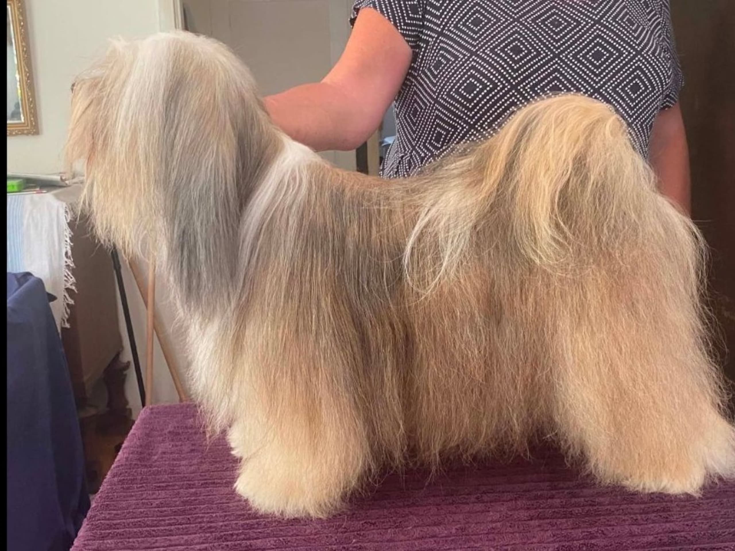 Tibetansk terrier · Ydre · Zelandonis