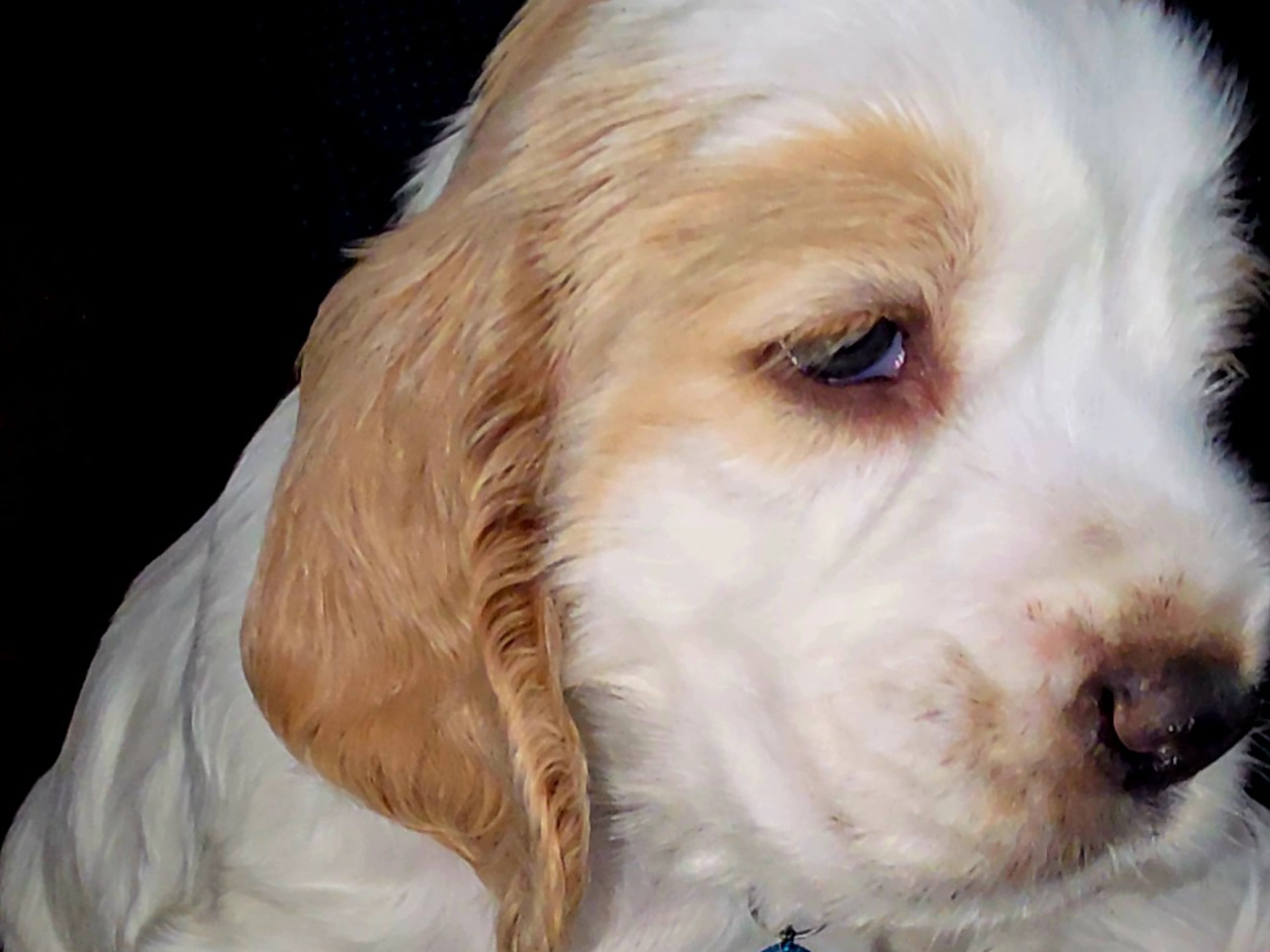 Cocker Spaniel · Södertälje · Savanah B.