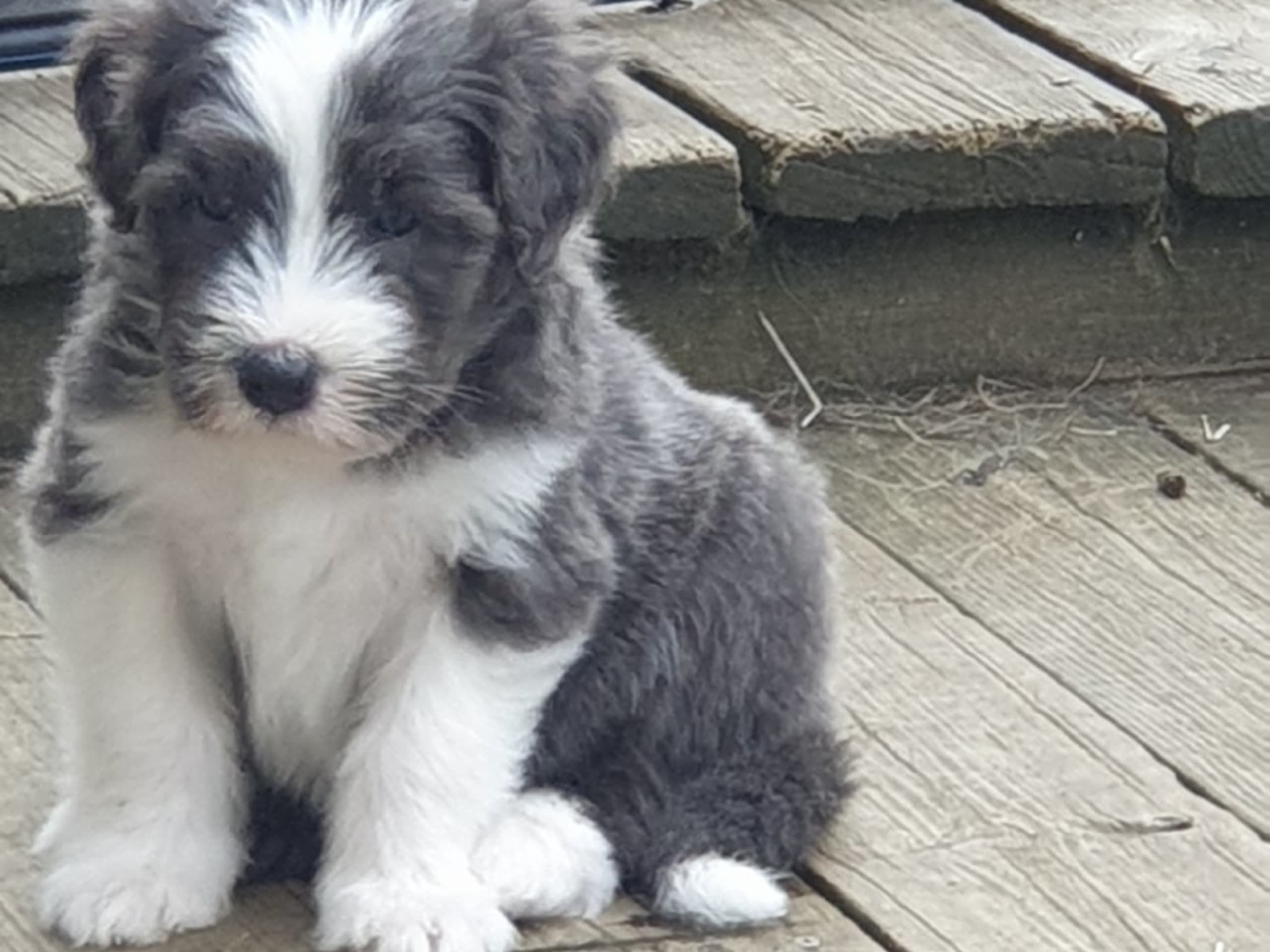 Bearded Collie · Åskloster · Kennel Happy Landing
