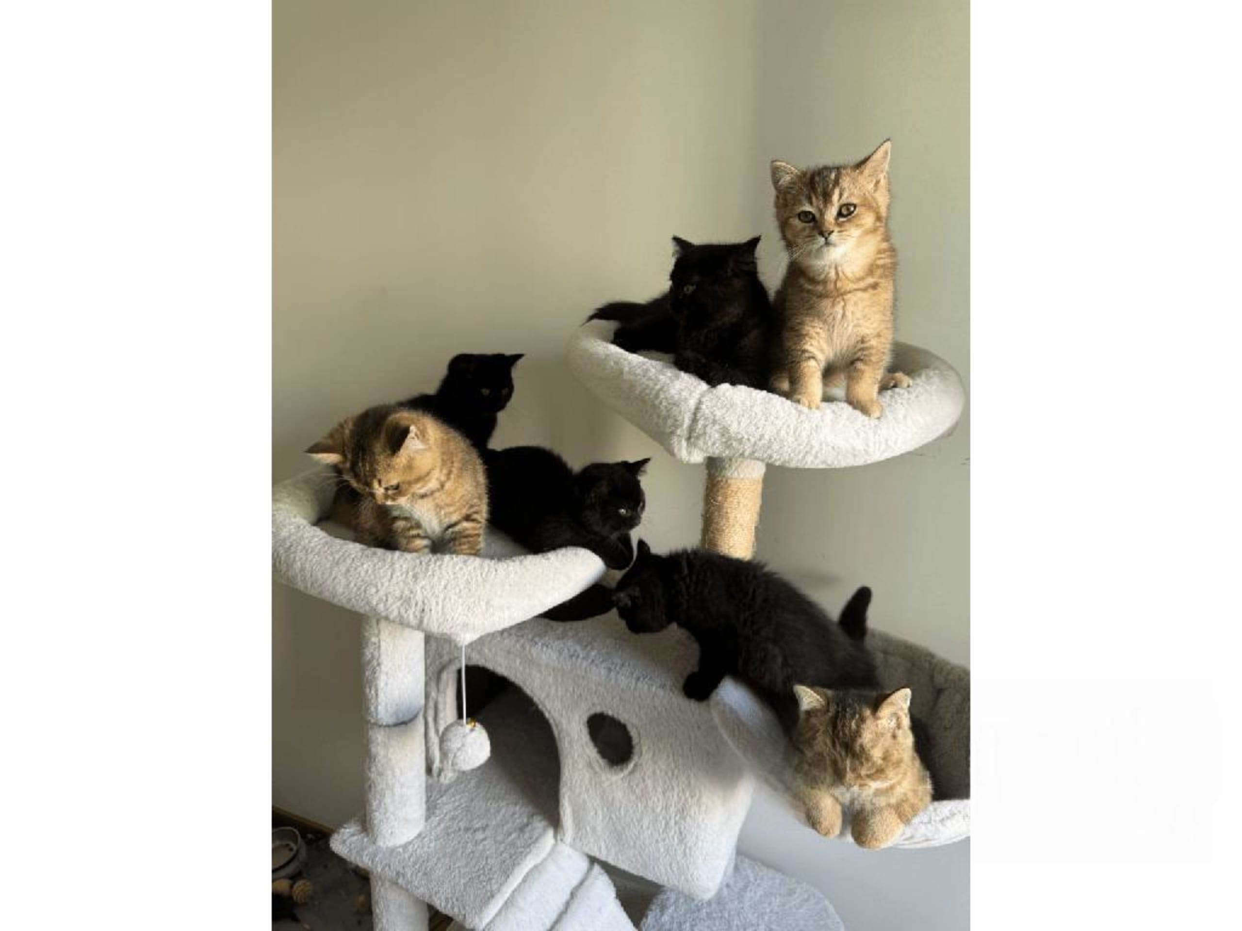 British Shorthair · Skövde · SE*Britessa