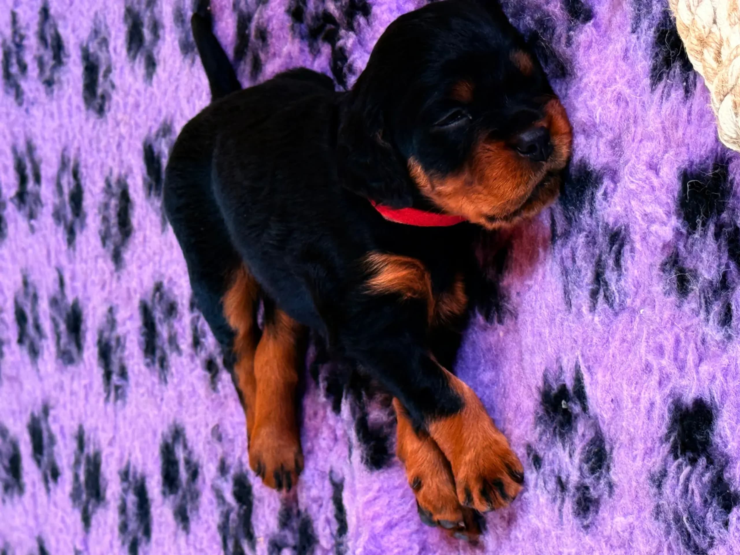 Gordon Setter · Tønsberg · Marianne Elisabeth Teisbekk