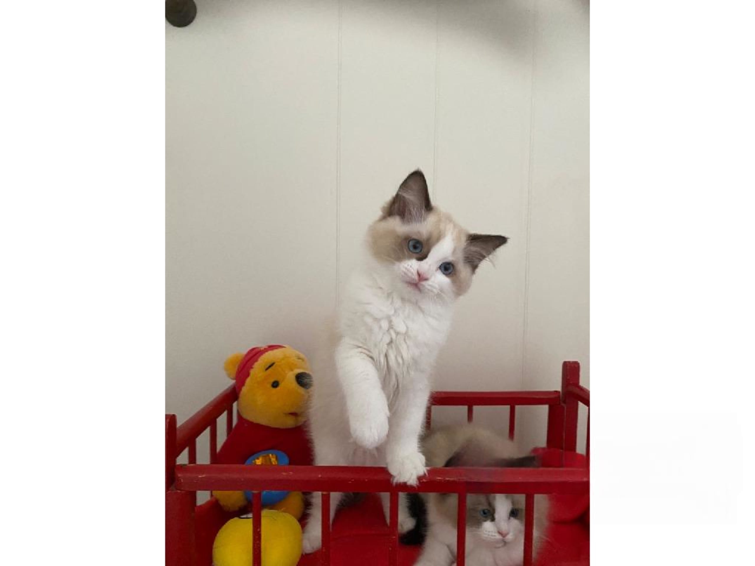 Ragdoll · Svalöv · SE*Lovella’s