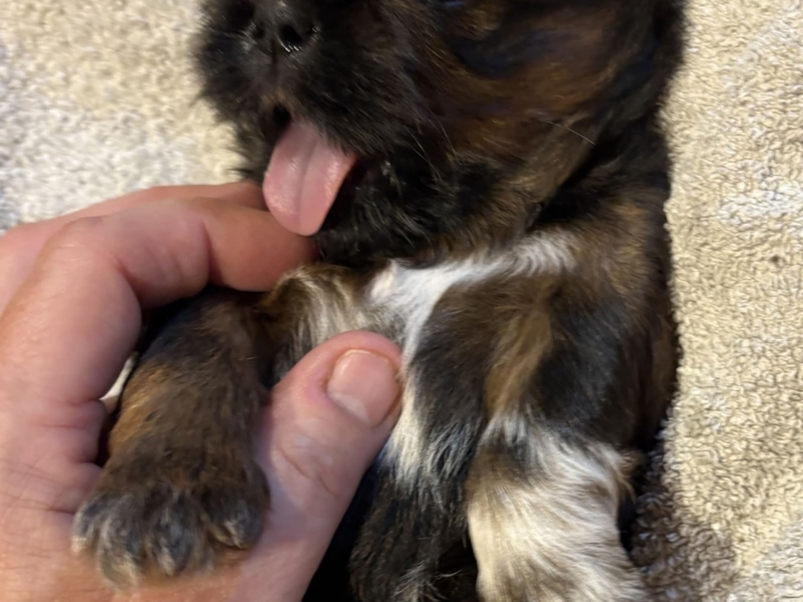 Shih Tzu · Greve · Helle-Sofia's