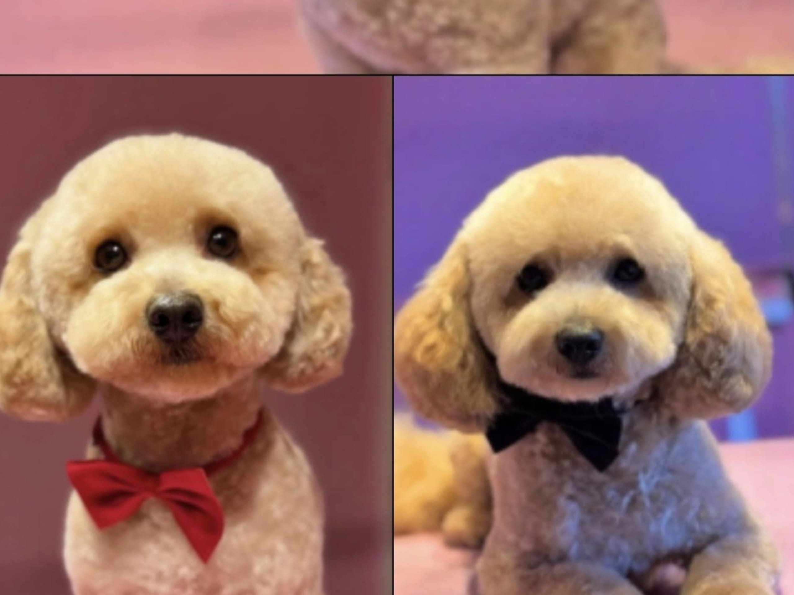 Maltipoo · Hässleholm · Daniela K.