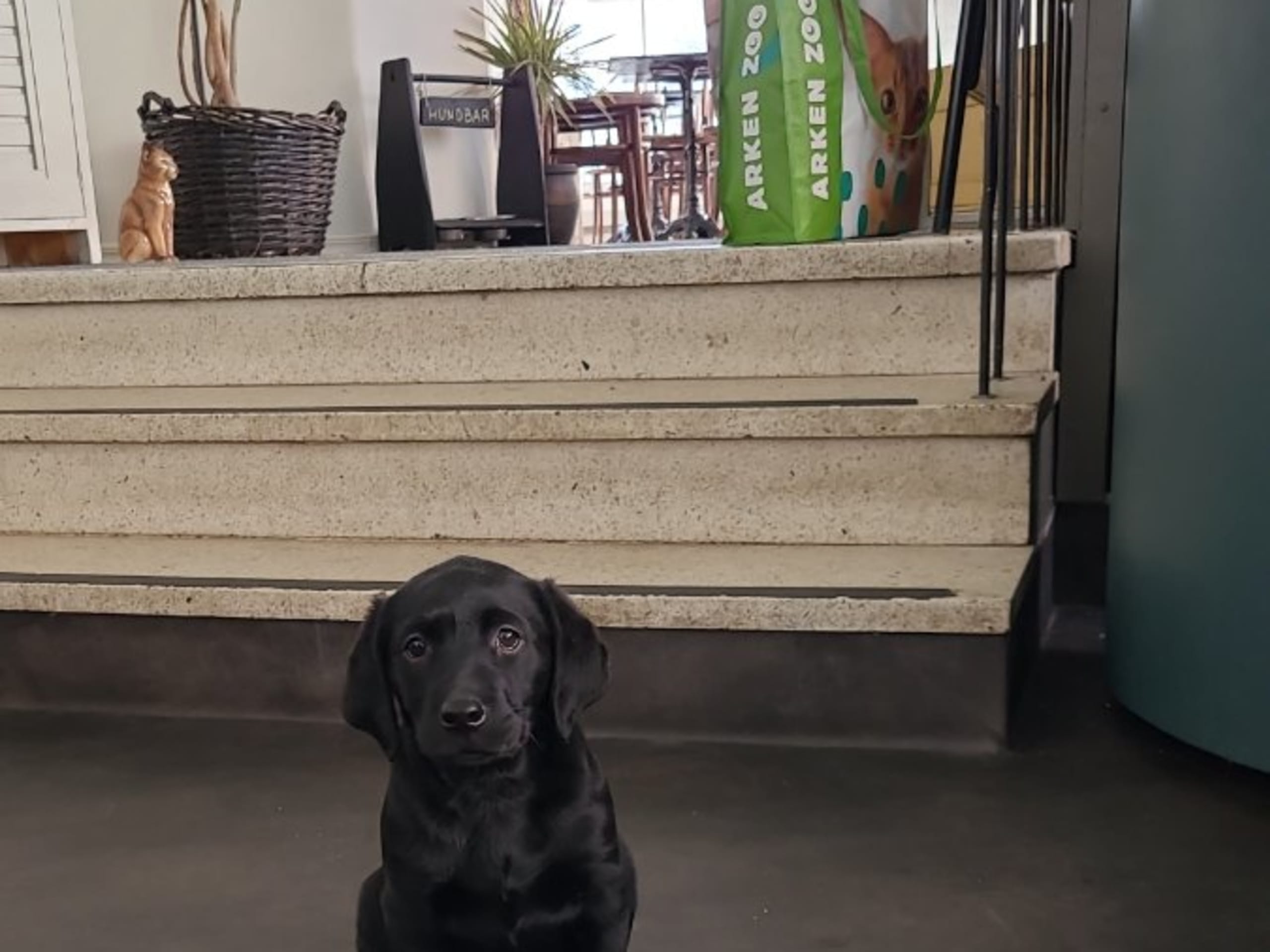 Labrador retriever · Edsbruk · Verbascum nigrum