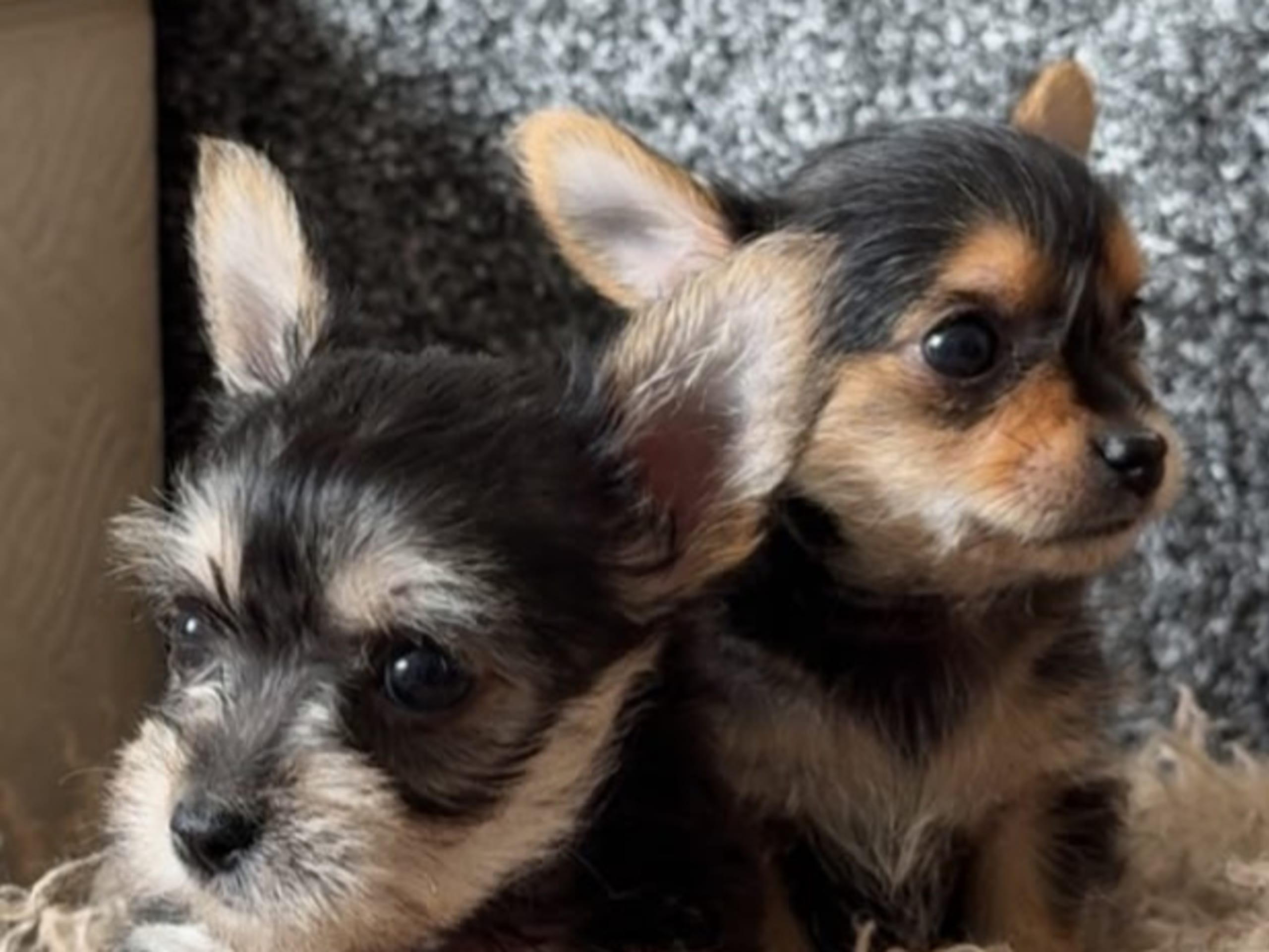 Chorkie · Vårby · DochD