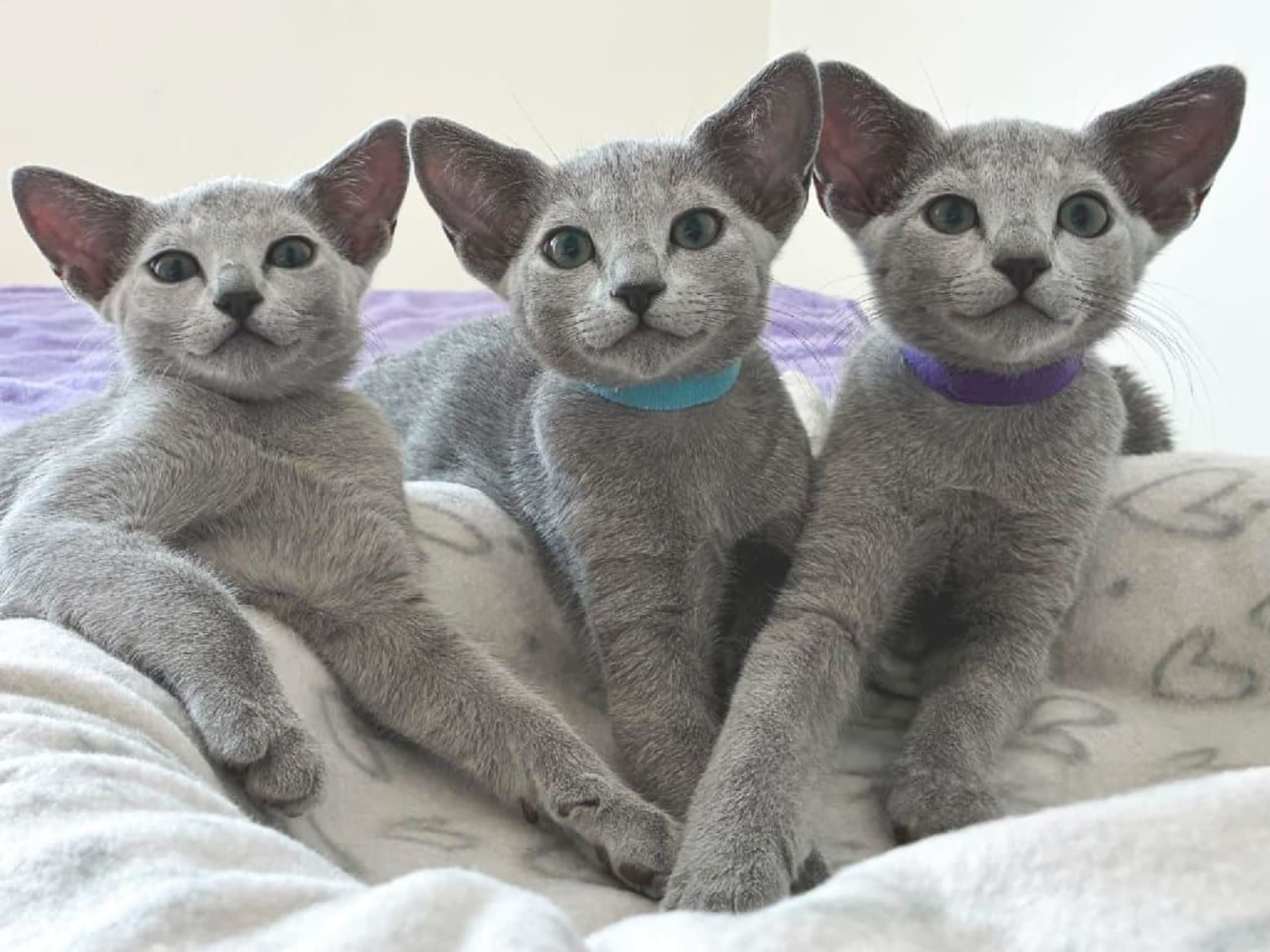 Russian Blue · Hägersten · SE*Susets