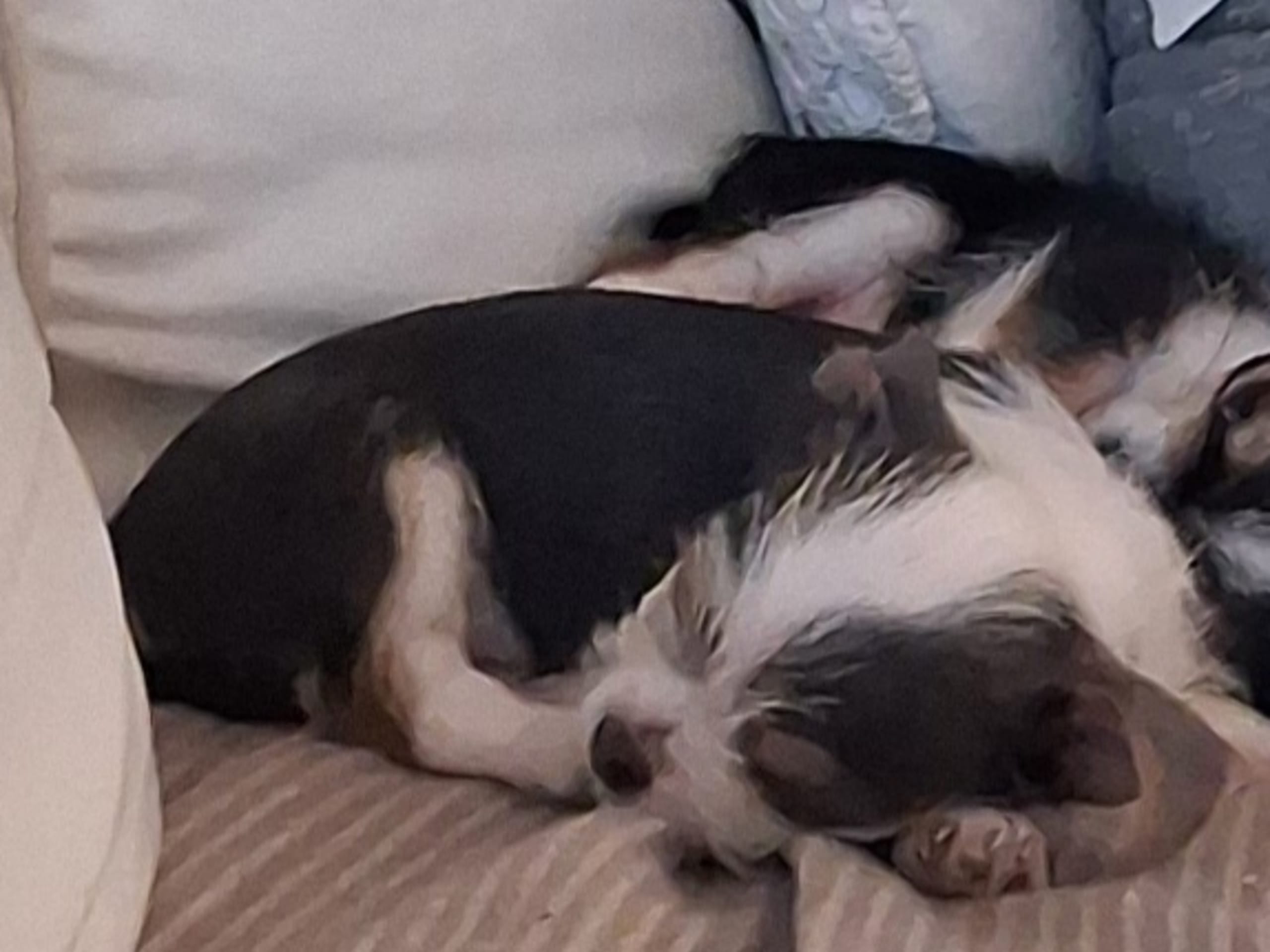 Yorkie malteser shi tzu og chih blanding · Hønefoss · Linda Regine Hauge S.