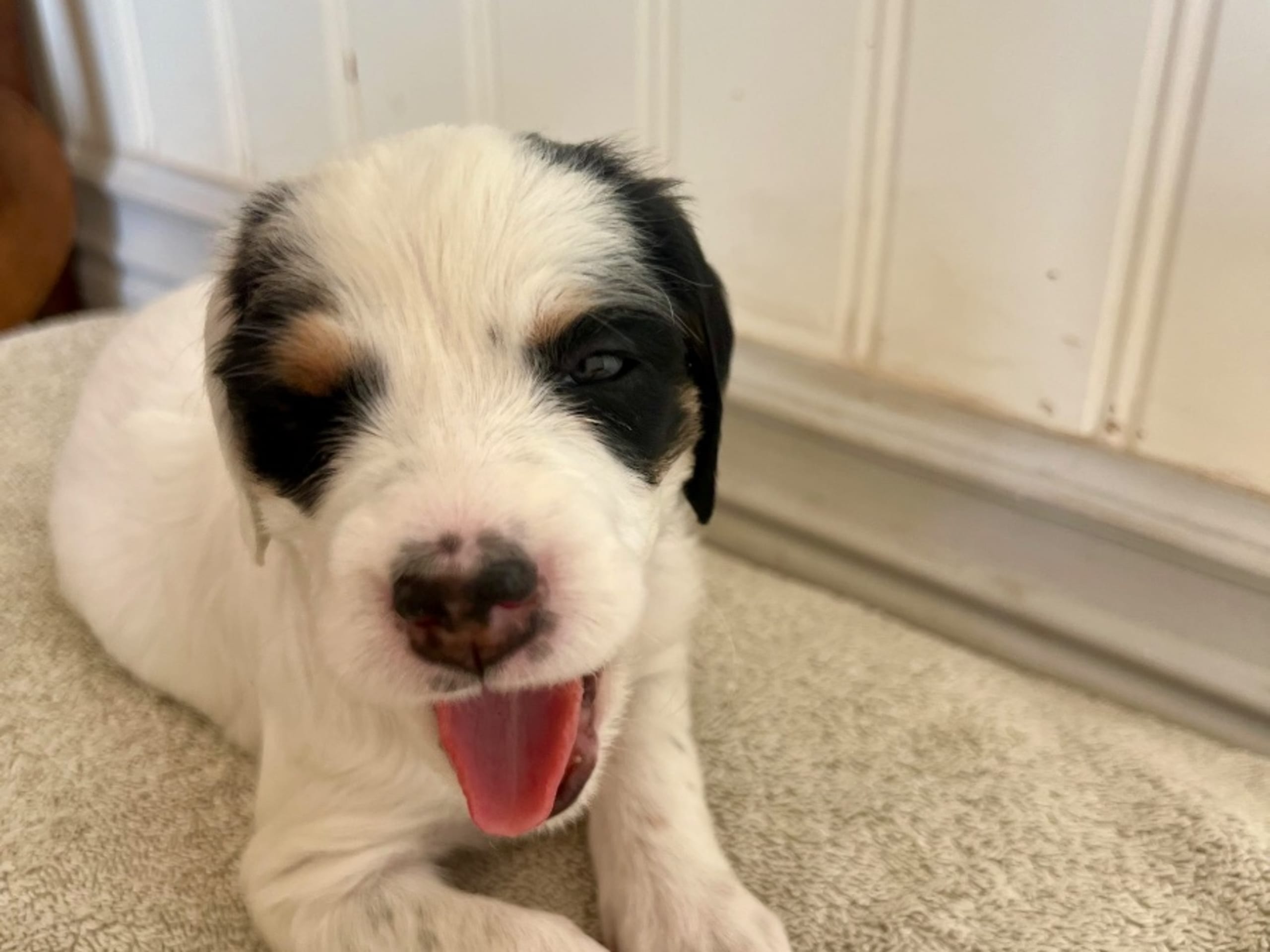 English Setter · Gnesta · Peter Af Uhr