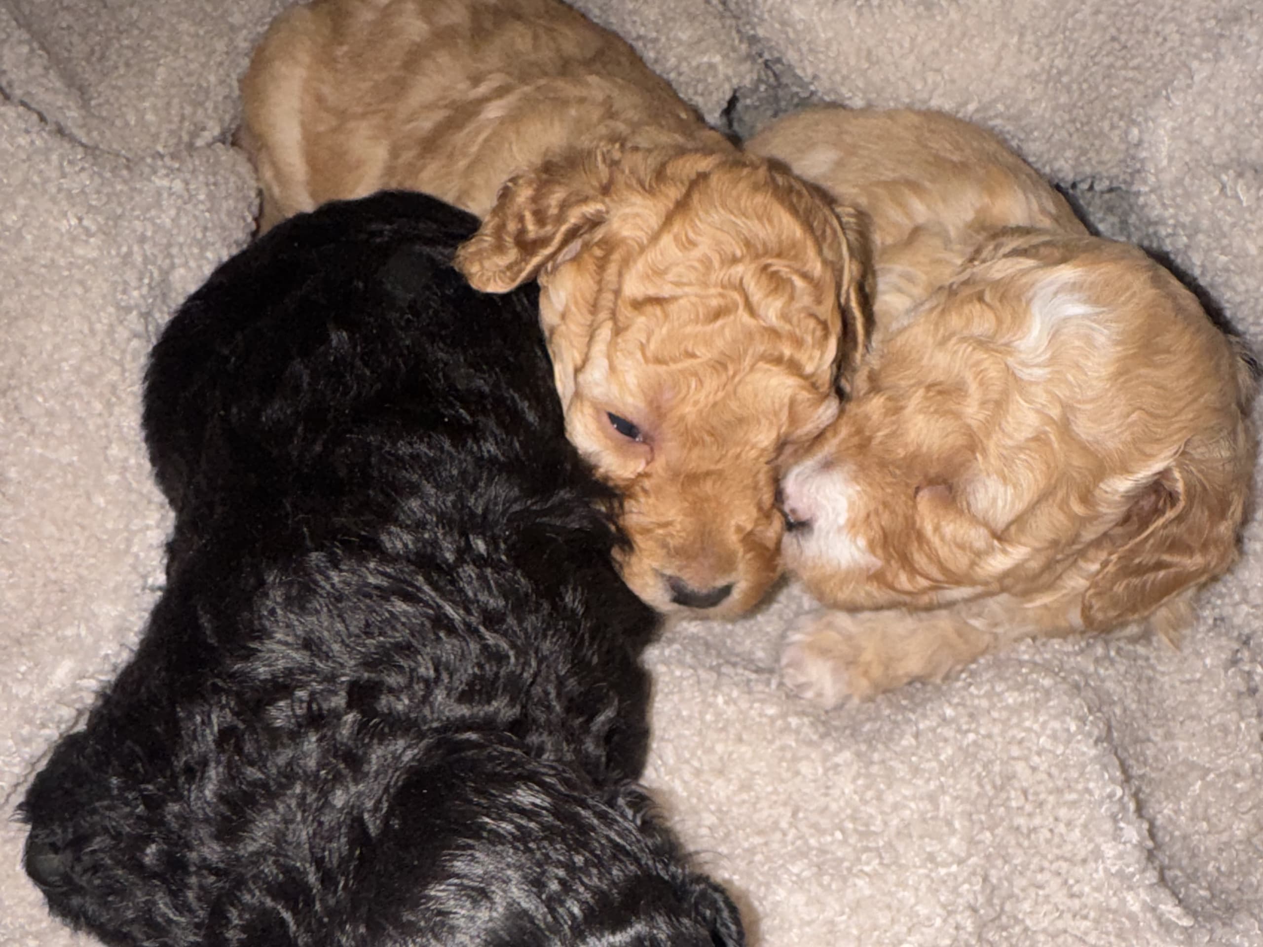 Miniature Poodle · Blentarp · Hagalunds Gård