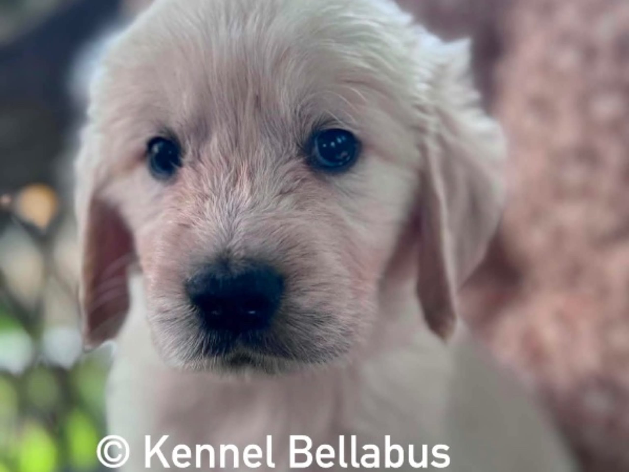 Golden retriever · Hökerum · Bellabus