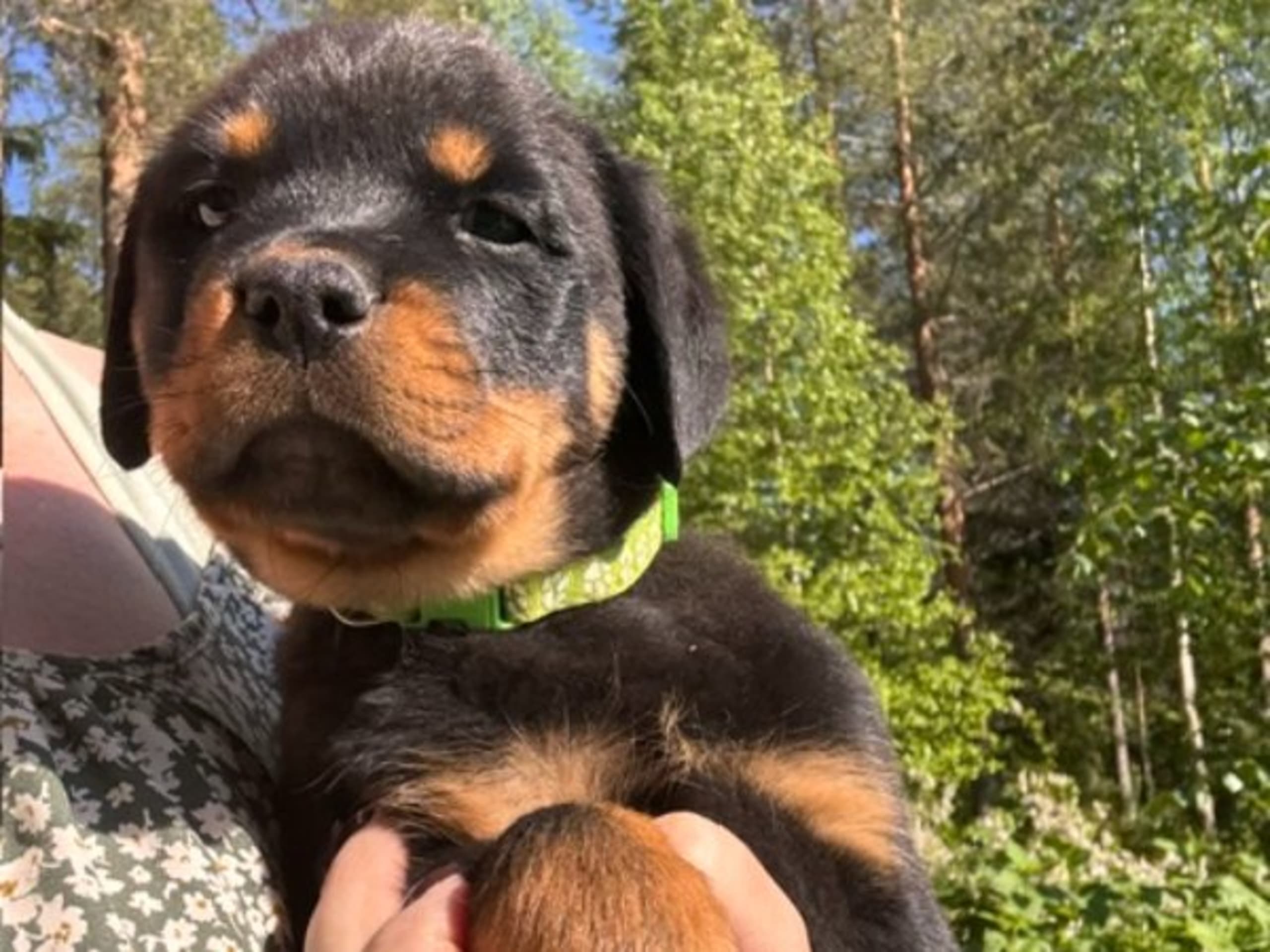 Rottweiler · Kåge · Nordkalottens