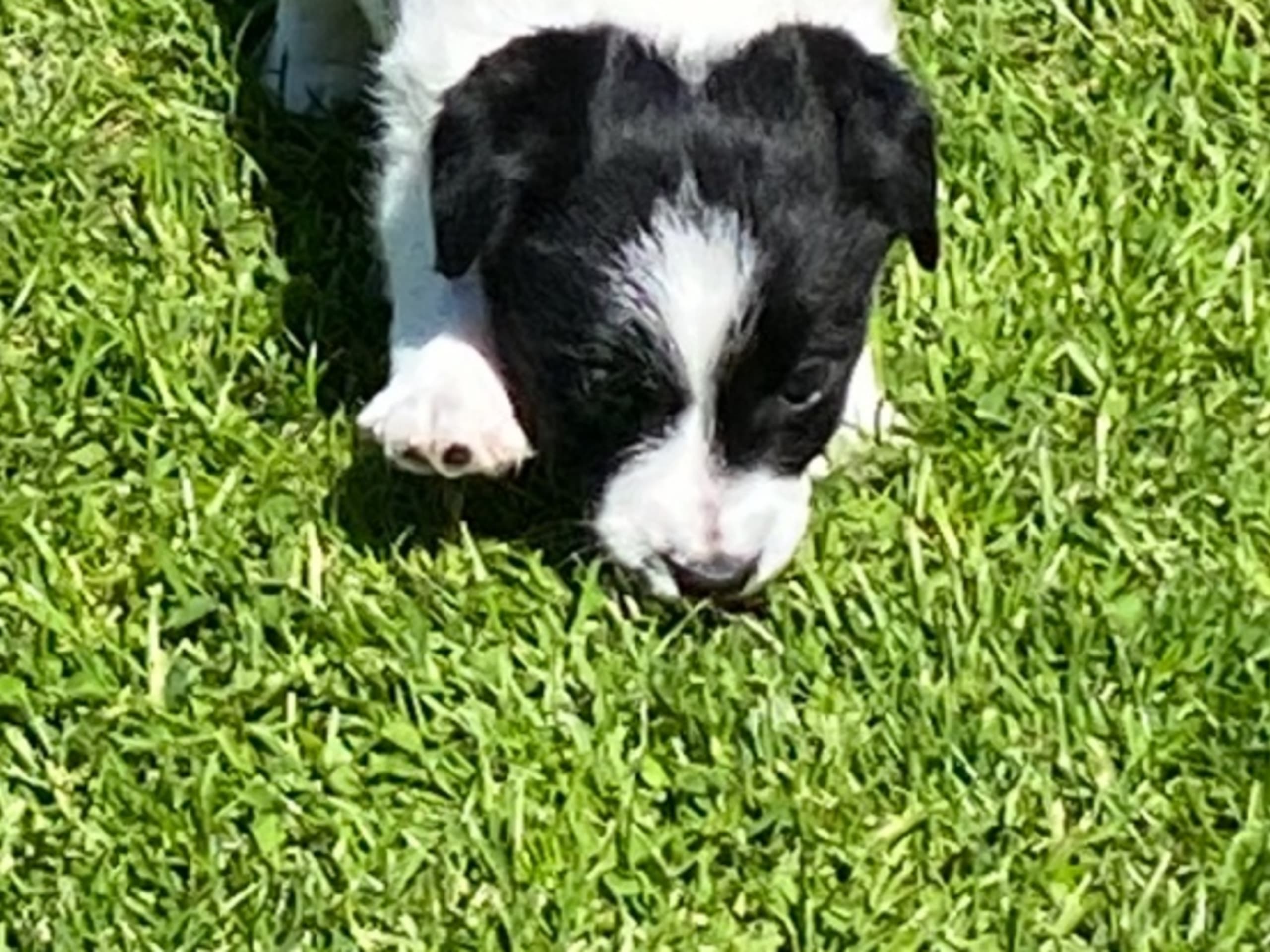 Jack Russell Terrier · Varberg · Kennel Beldio’s