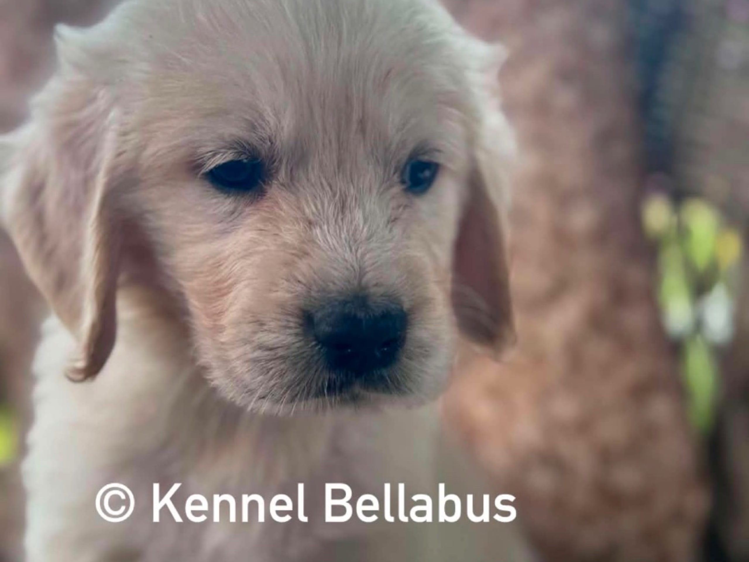 Golden retriever · Hökerum · Bellabus