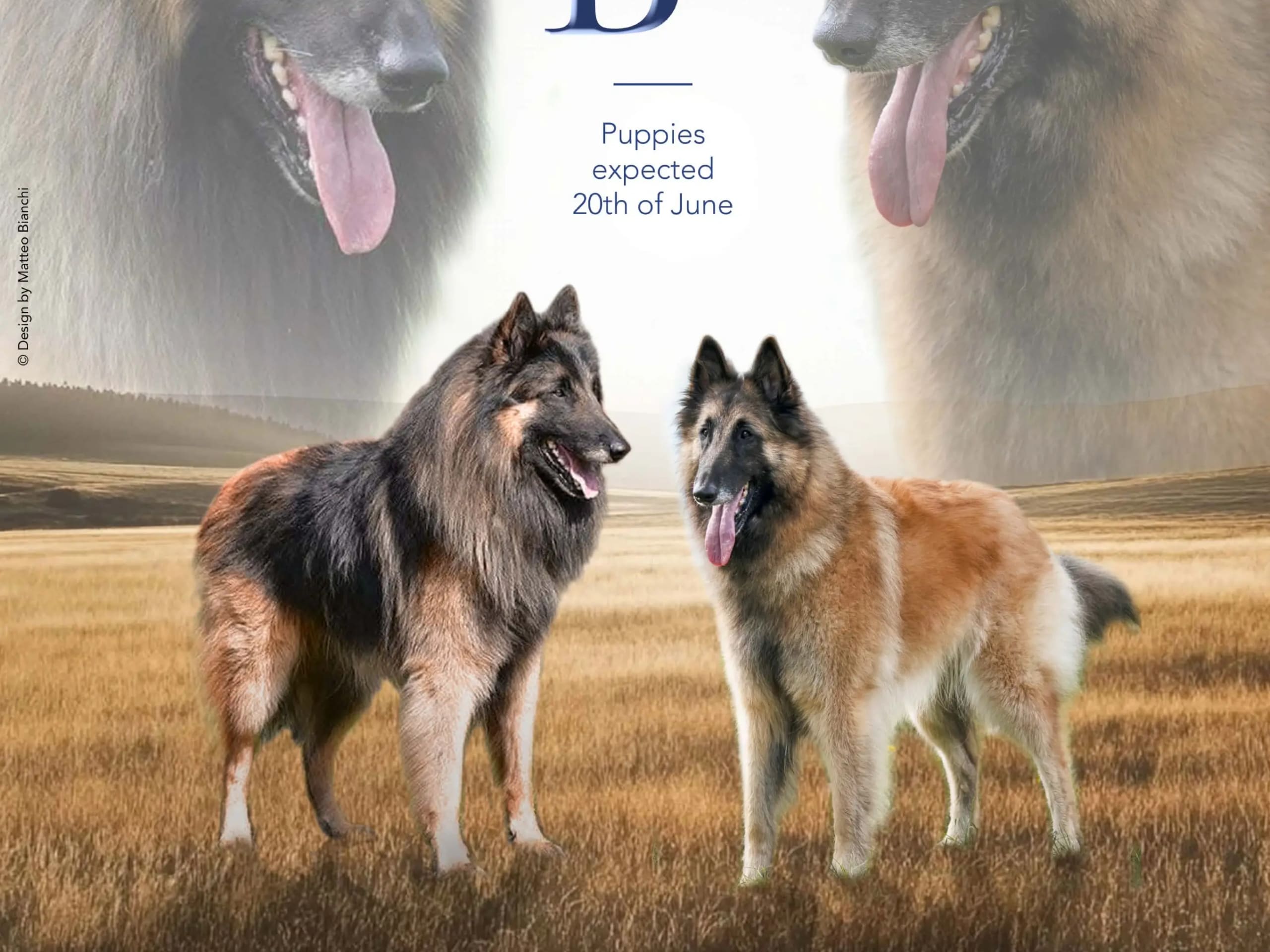 Belgian Shepherd Tervuren · Disenå · Torill Ingebretsen